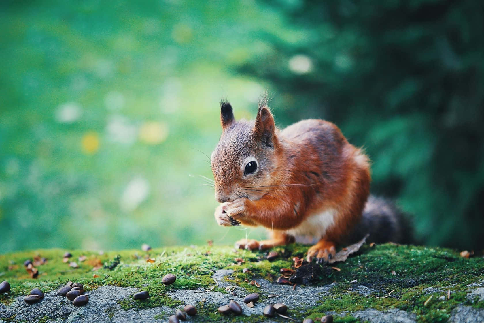 Red Squirrel, fluffy tail, mossy stone, HD Desktop Wallpaper