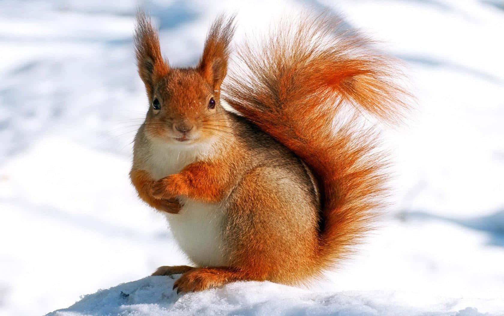 Red Squirrel, snow, fluffy, HD Desktop Wallpaper