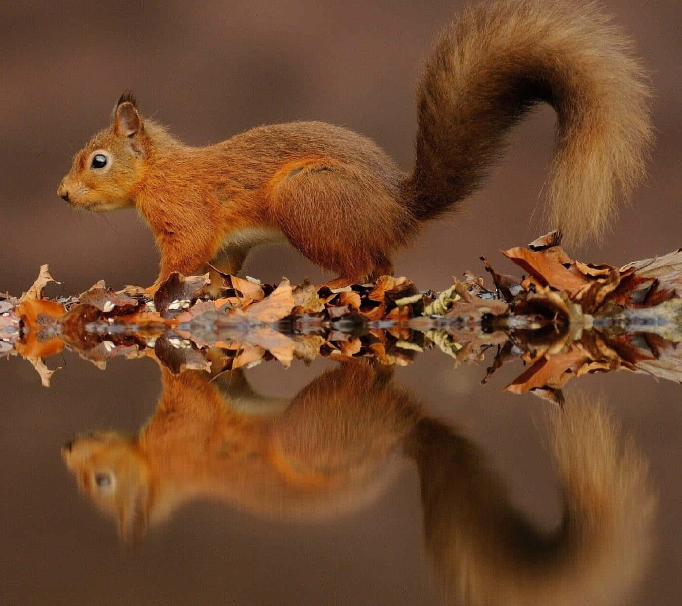Red Squirrel, leafy branch, calm water, HD Desktop Wallpaper