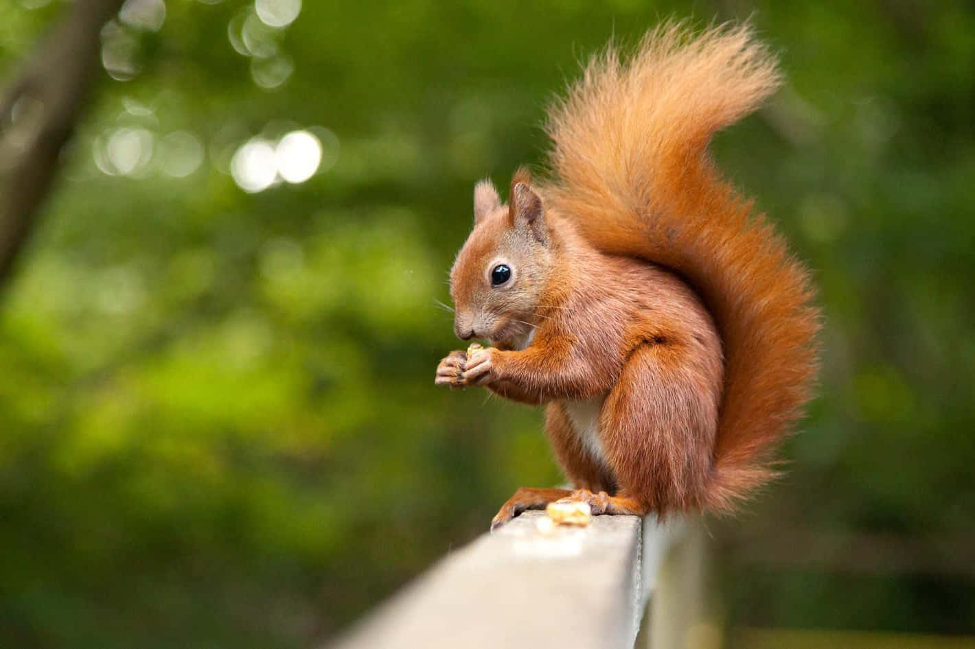 Red Squirrel, nut, wooden railing, HD Desktop Wallpaper