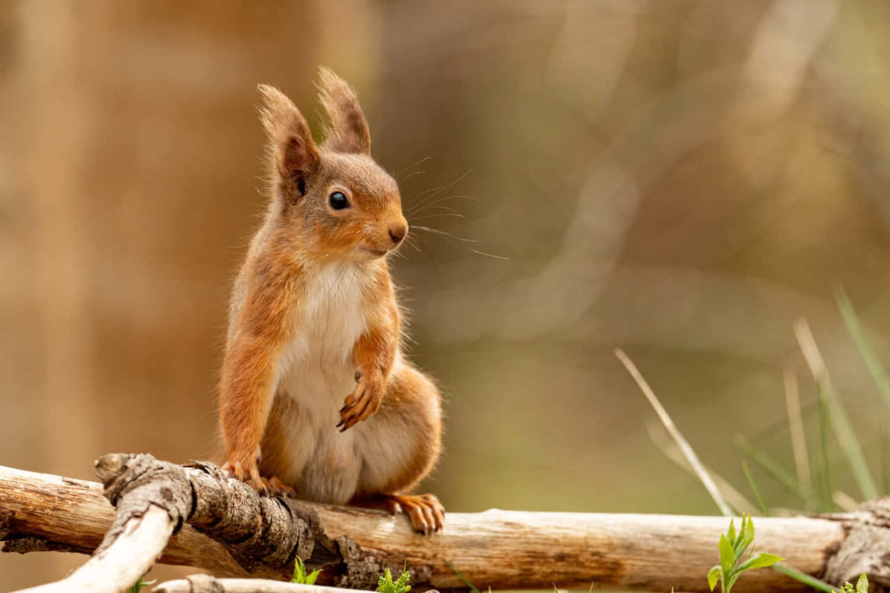 Red Squirrel, tree branch, sunlit, HD Desktop Wallpaper