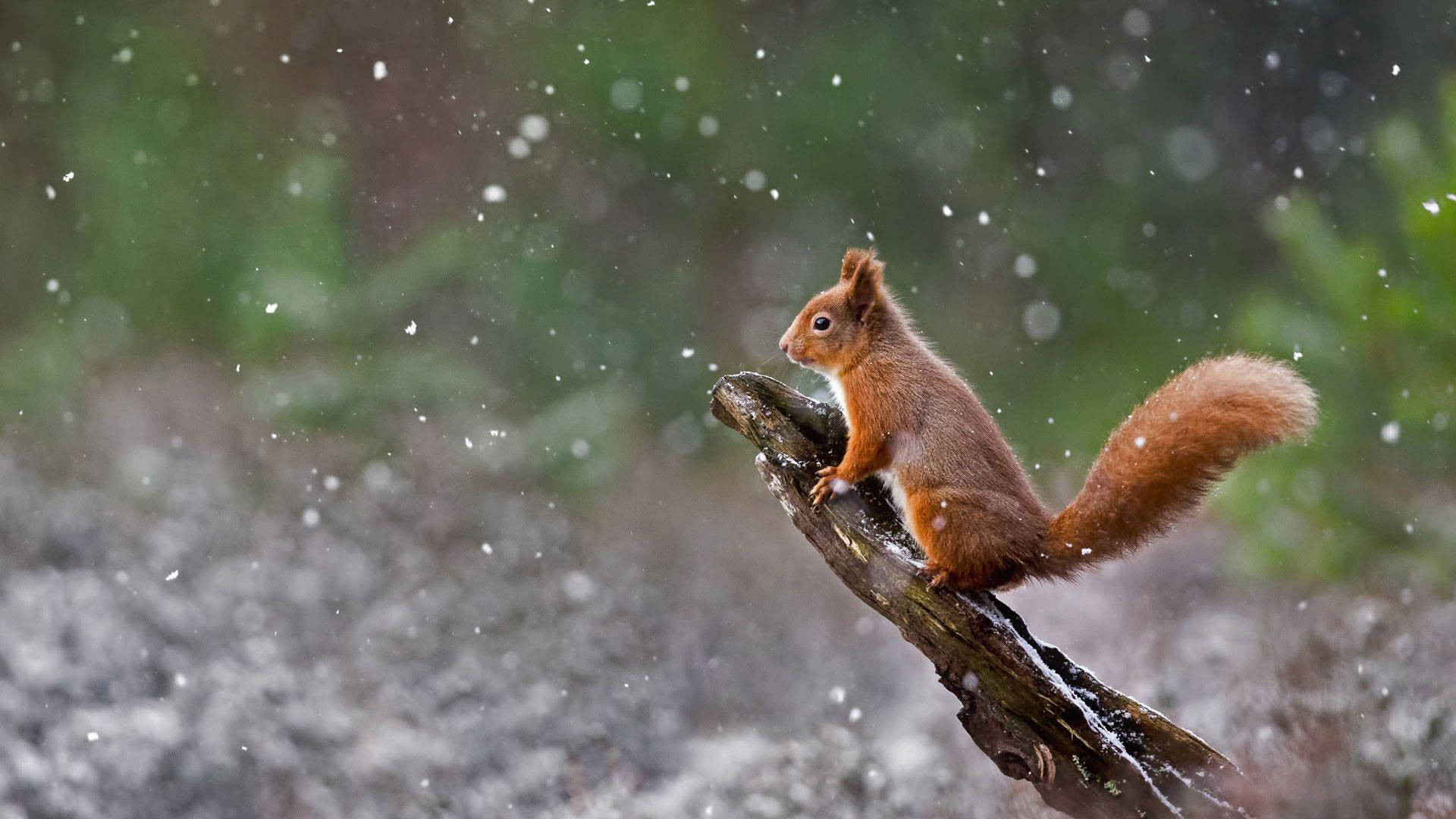 red squirrel, mossy branch, snowflakes, Full HD Desktop Wallpaper