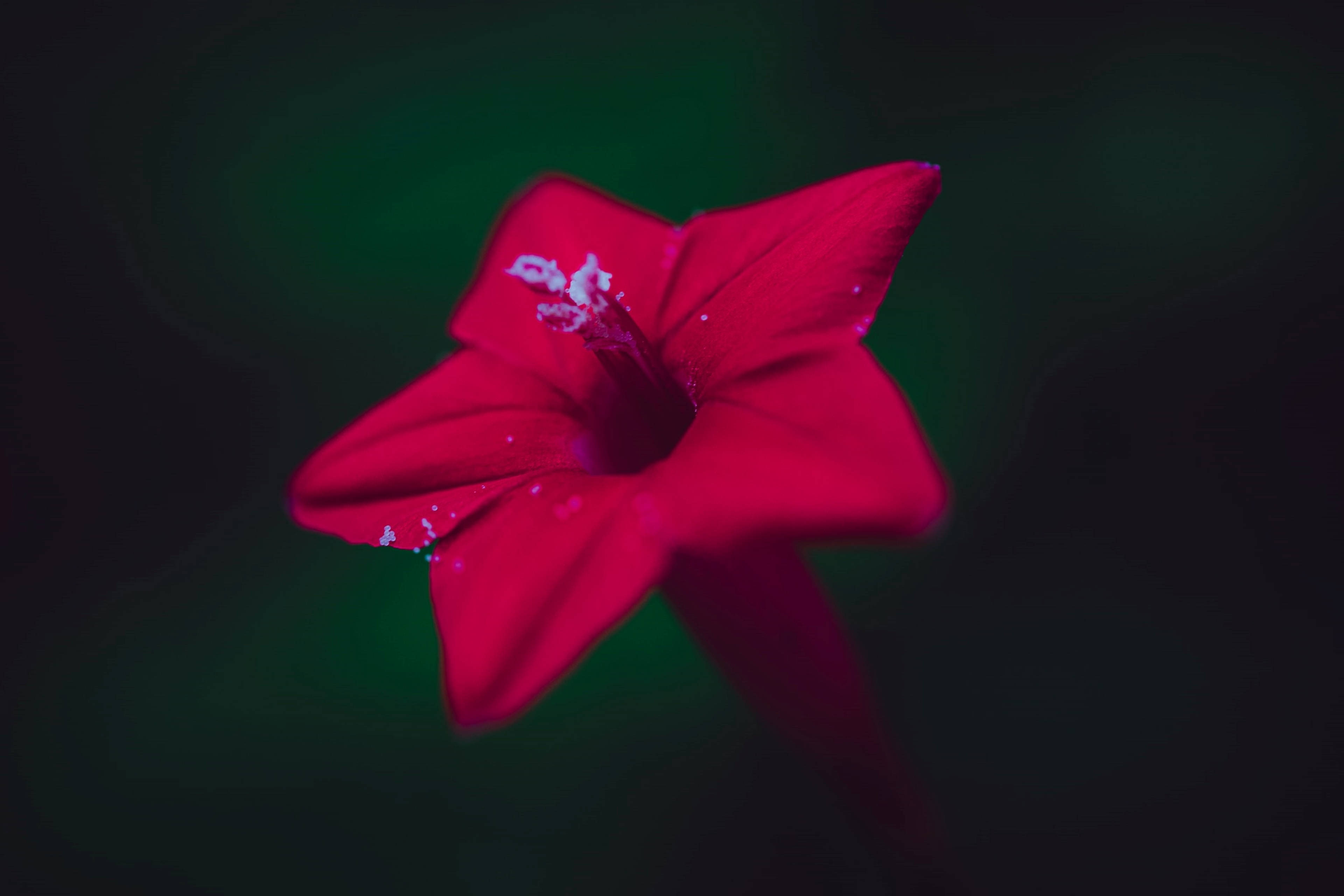 Red Star, vivid red flower, white speckles, 4K Desktop Wallpaper
