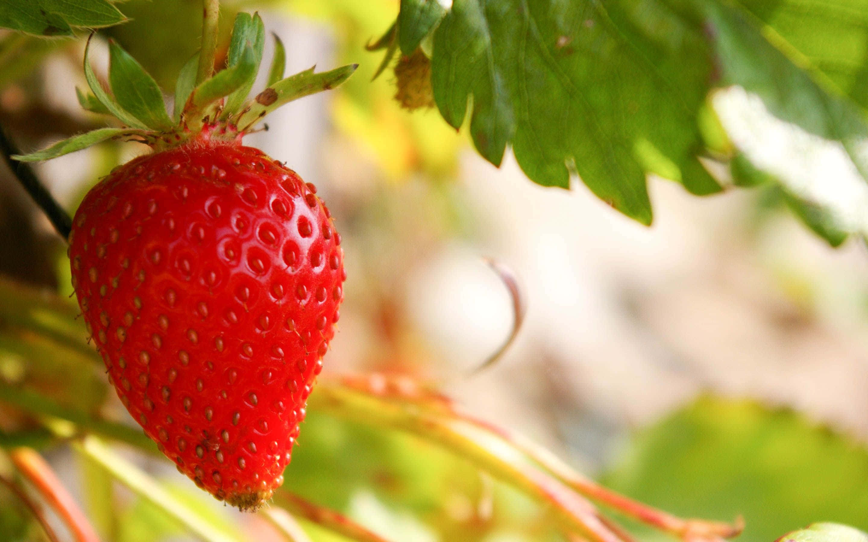 Red Strawberry, wooden surface, dewdrops, 2K Desktop Wallpaper