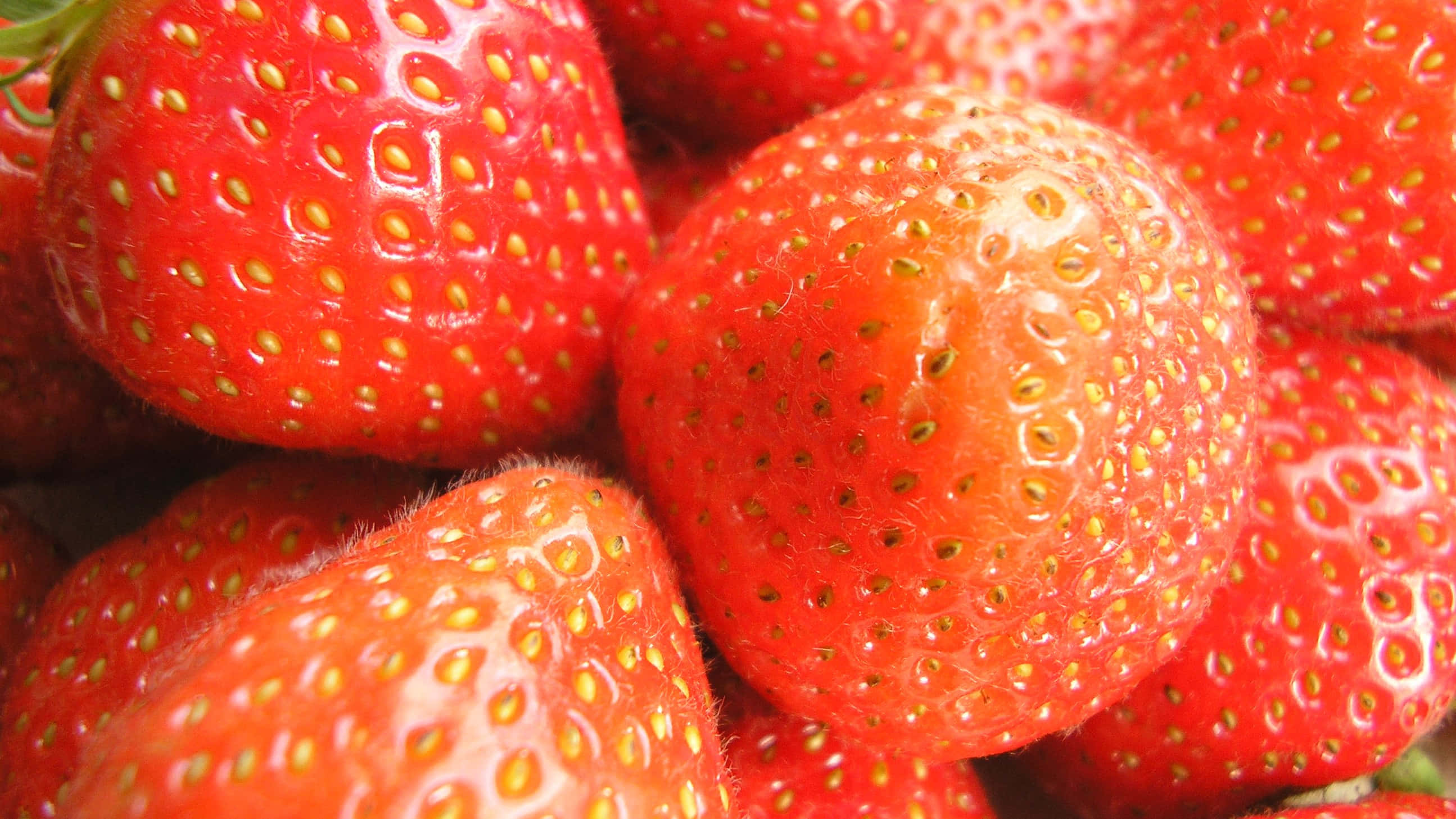 strawberries, juicy ripe, dewdrops, 2K Desktop Wallpaper