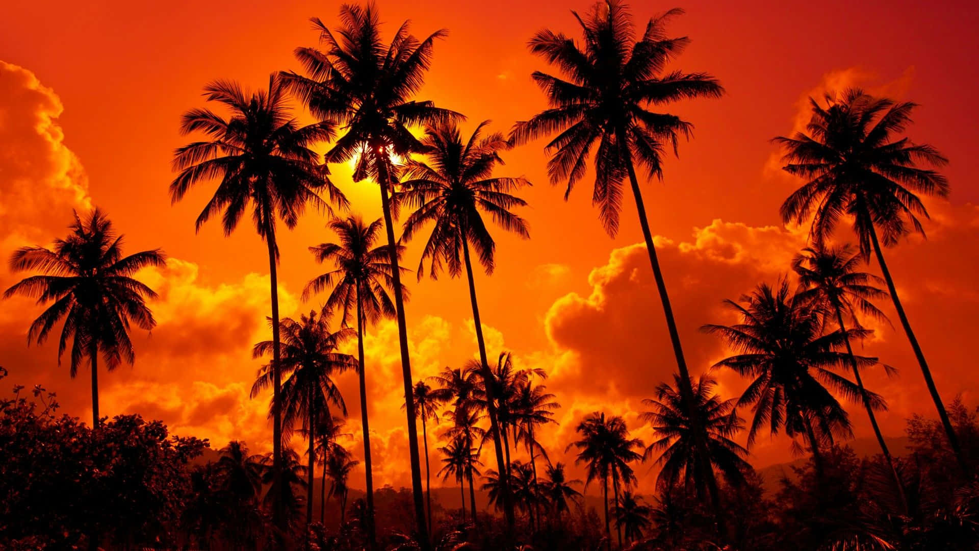 palm tree, fiery orange sunset, silhouetted, Full HD Desktop Wallpaper