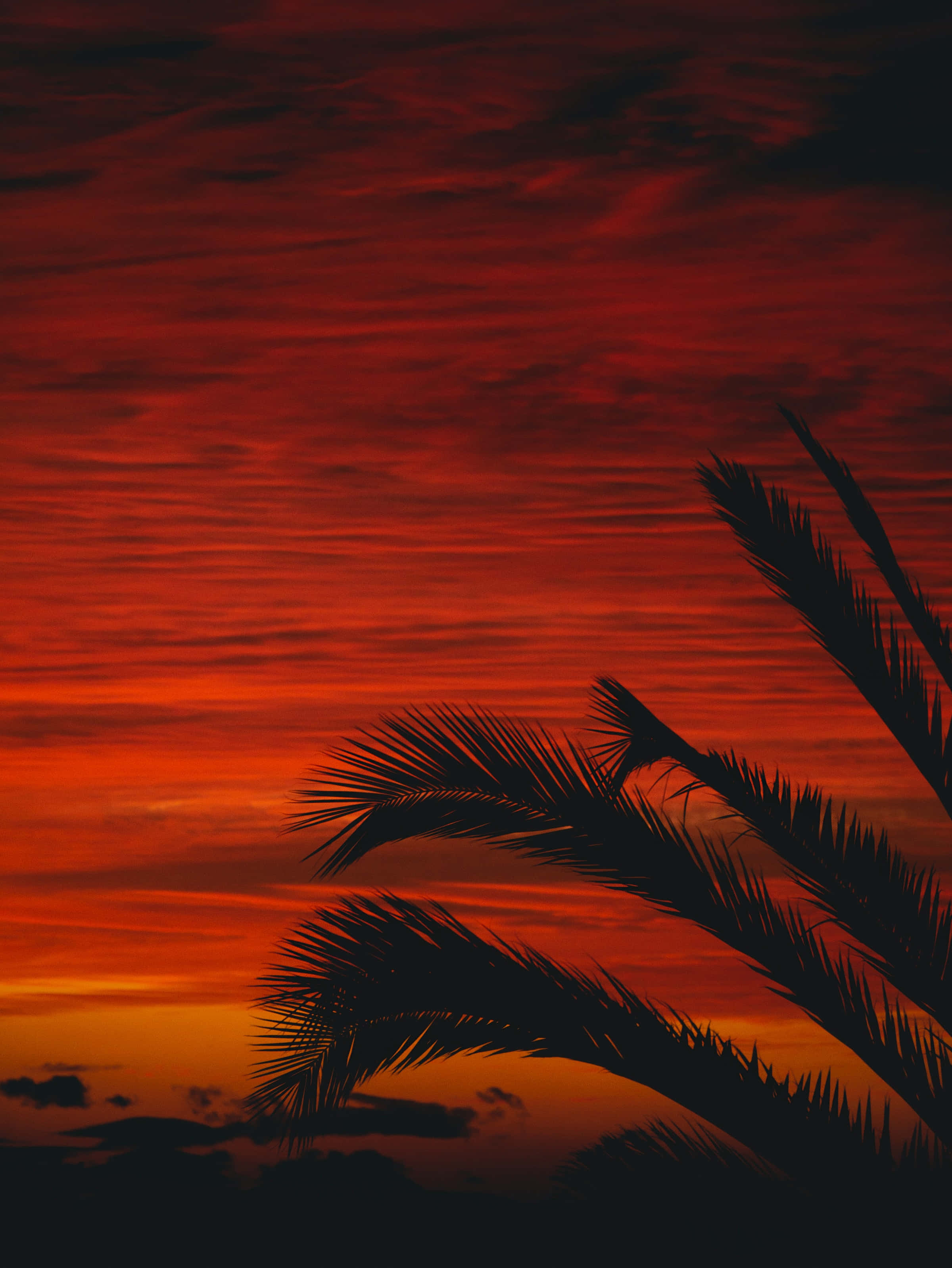 Red Sunset, palm fronds, fiery red orange sunset sky, 2K Phone Wallpaper