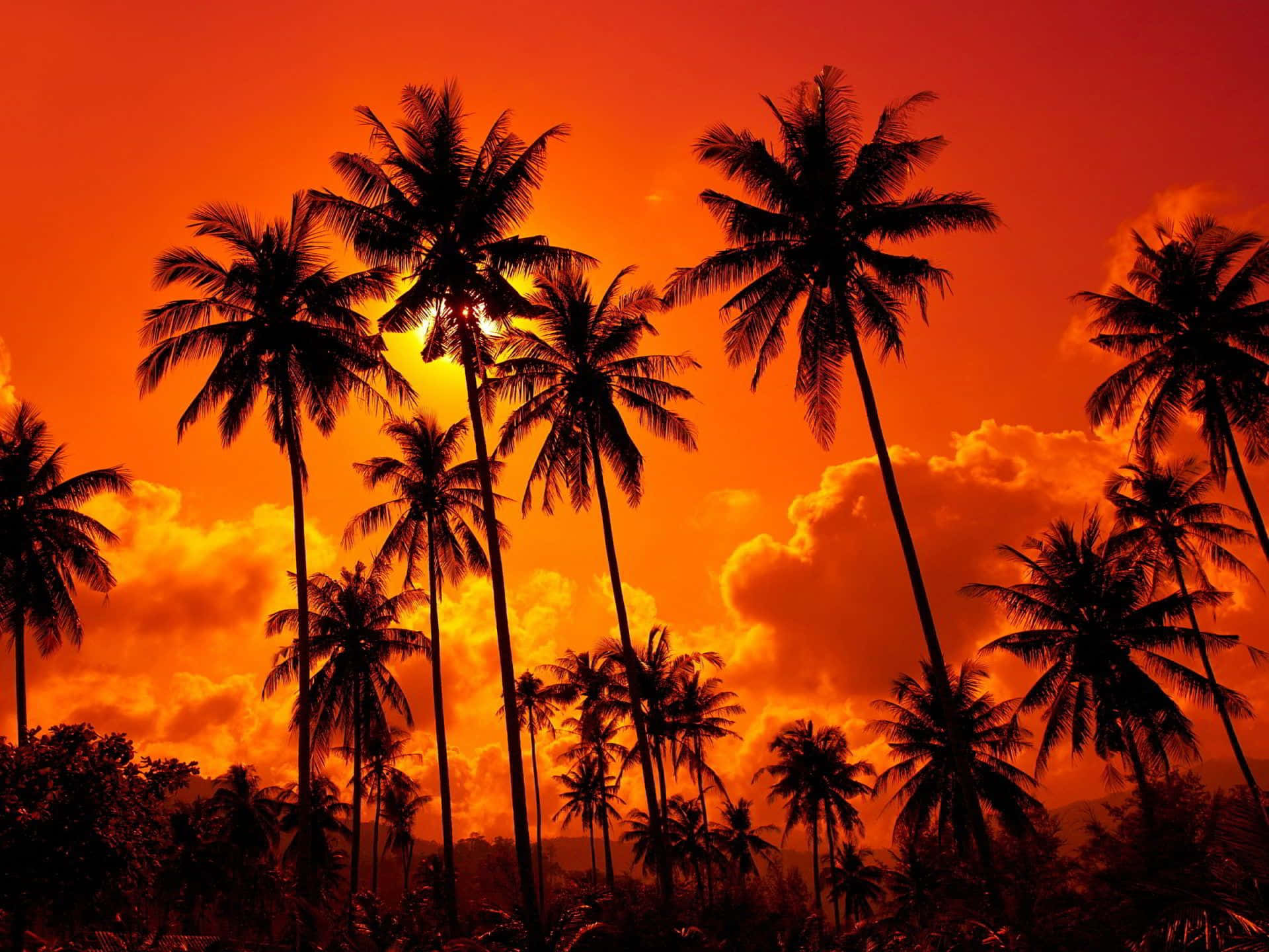Red Sunset, 1920 x 1440, palm trees, Full HD Desktop Wallpaper