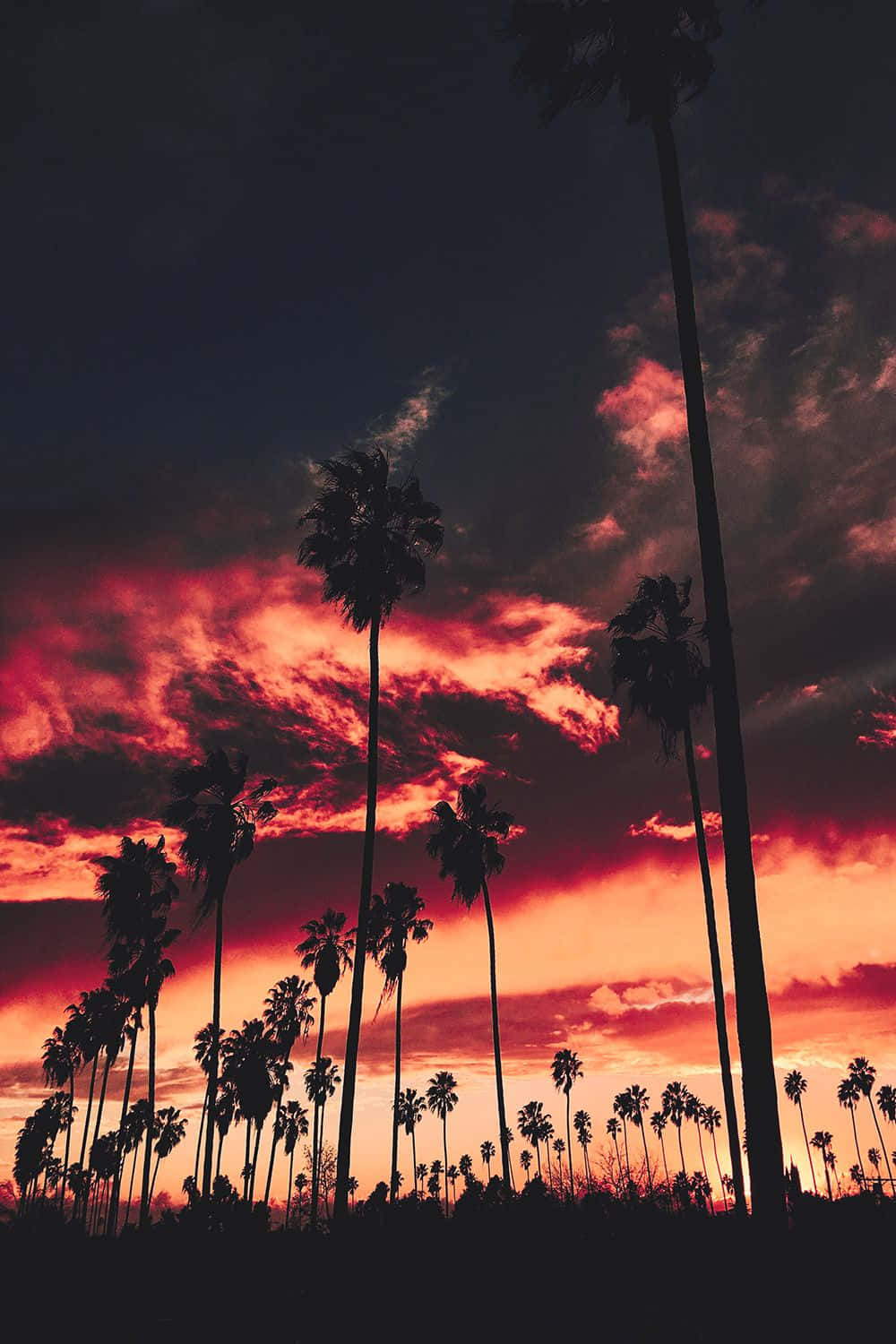 Red Sunset, palm trees, horizon, HD Phone Wallpaper