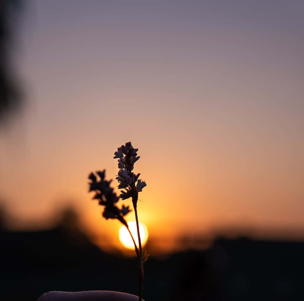Orange Sunset, flower silhouette, warm sunset sky, SD Desktop Wallpaper