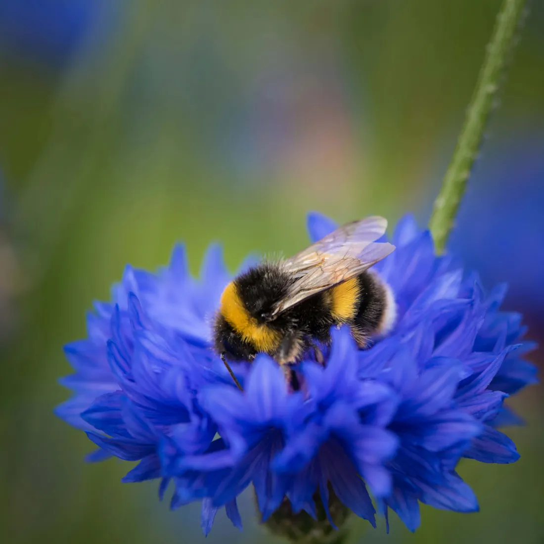 Red-tailed Bumblebee