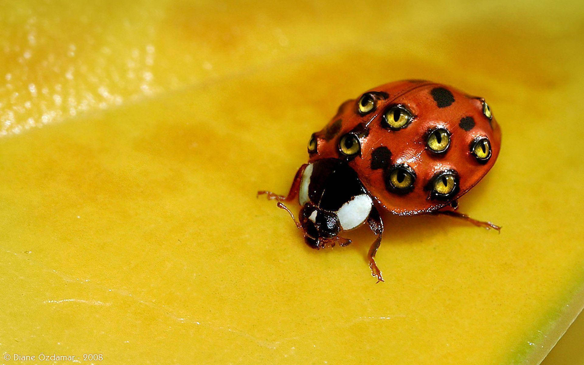 ladybug, yellow eyes, vibrant yellow fruit surface, Full HD Desktop Wallpaper