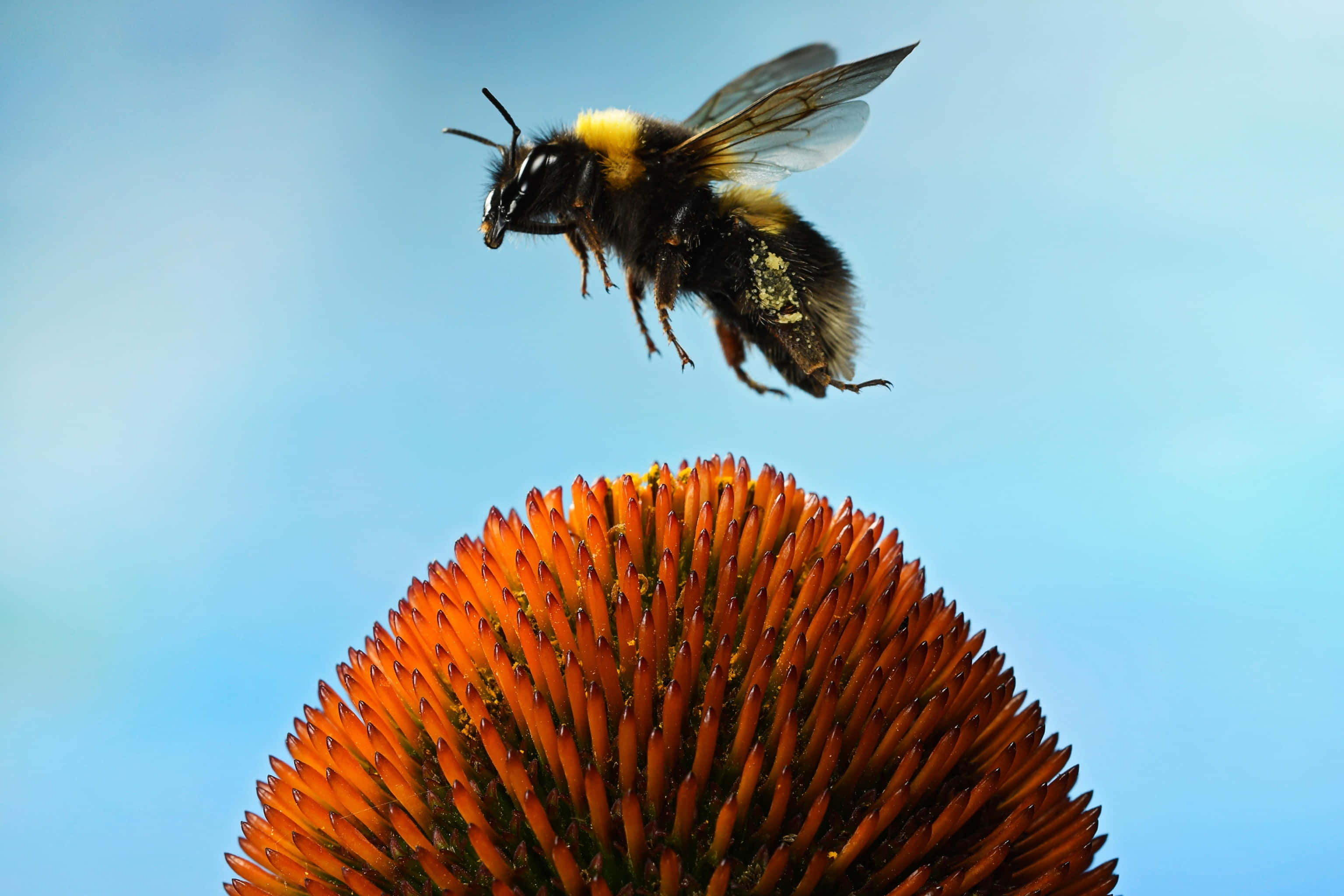 Red-tailed Bumblebee, echinacea, vibrant orange coneflower, 2K Desktop Wallpaper
