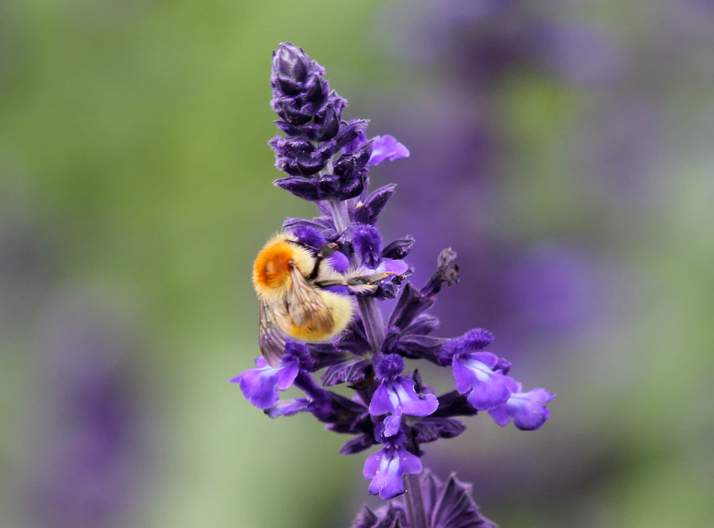Red-tailed Bumblebee, purple lavender flower, vibrant purple, Full HD Desktop Wallpaper