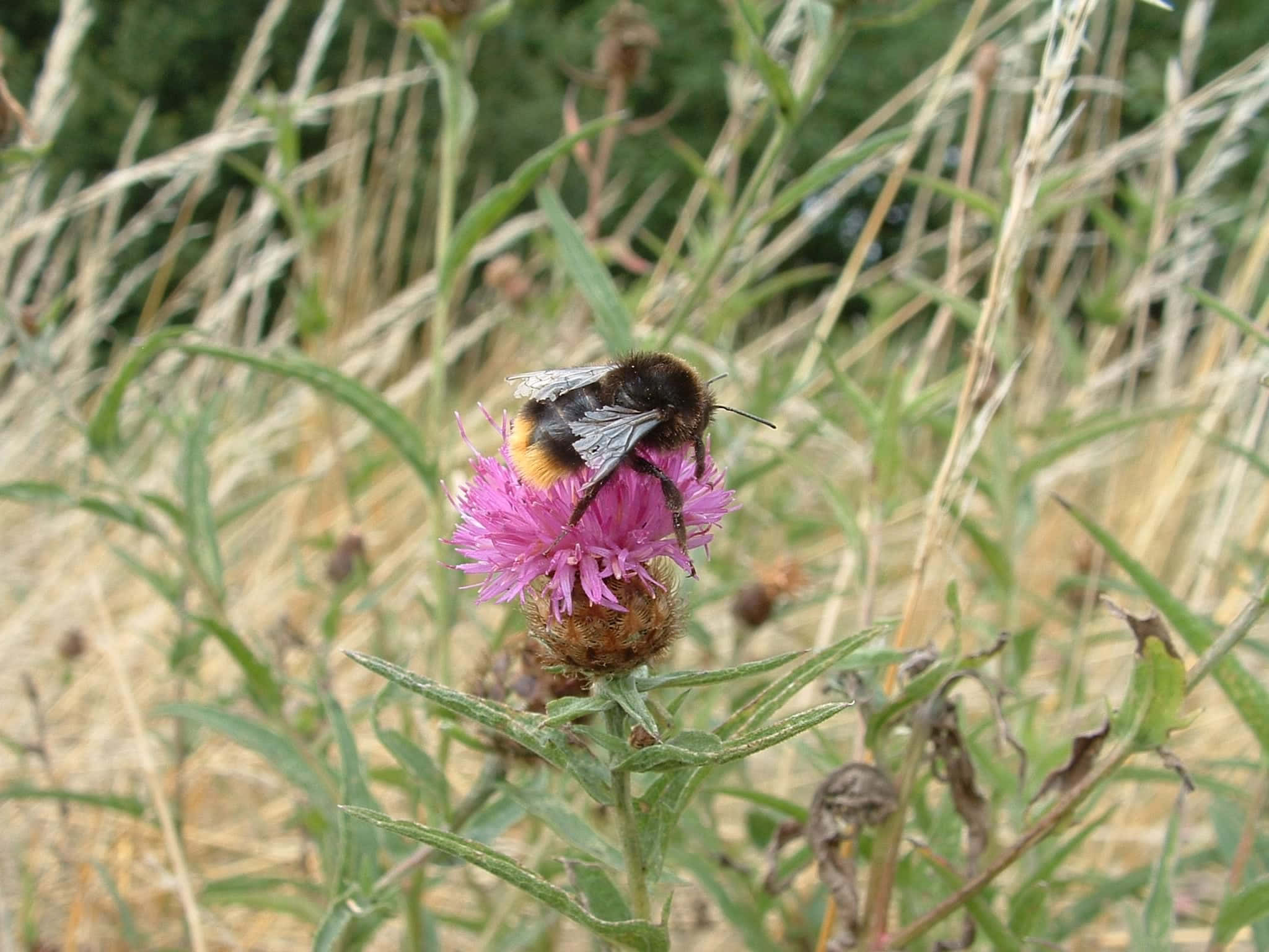 Red-tailed Bumblebee, thistle, pink thistle flower, Full HD Desktop Wallpaper