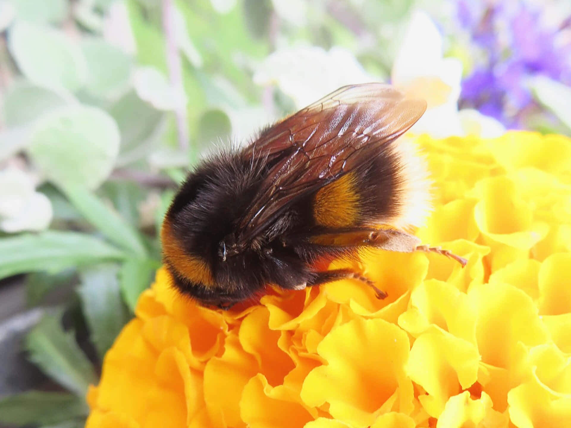 Red-tailed Bumblebee, marigold, black and yellow stripes, Full HD Desktop Wallpaper