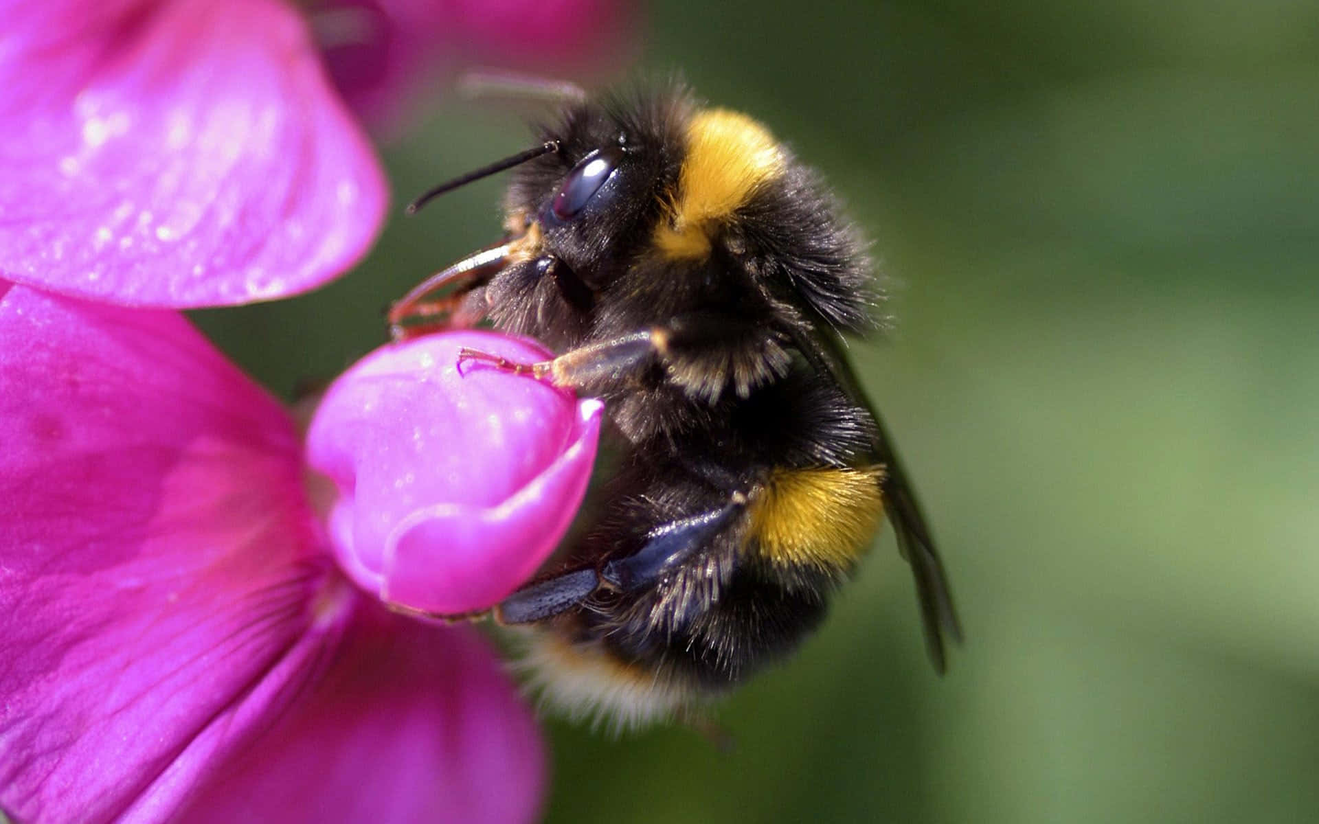 Red-tailed Bumblebee, purple flower, vibrant pink flower petal, Full HD Desktop Wallpaper