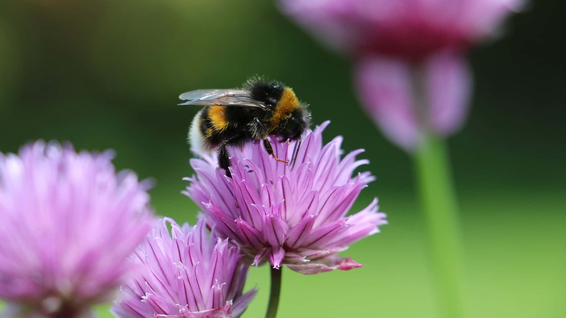 Red-tailed Bumblebee, purple chive flower, black and yellow stripes, Full HD Desktop Wallpaper