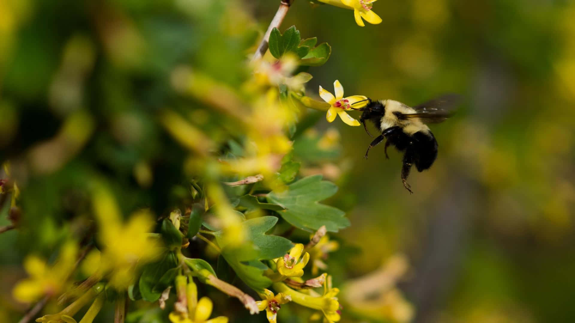 bumblebee, black and yellow, bright yellow flower, Full HD Desktop Wallpaper