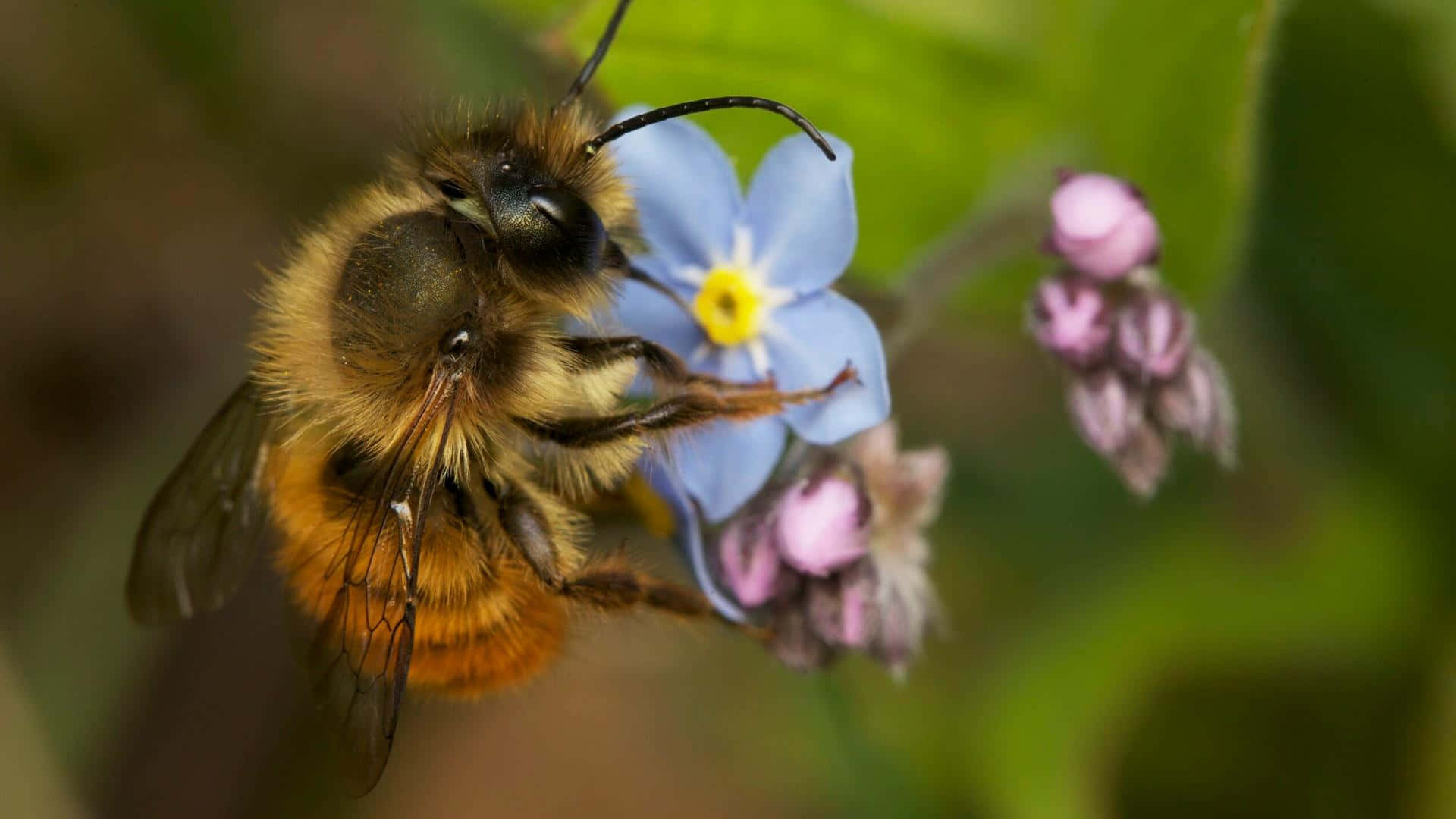 Red-tailed Bumblebee, blue forget-me-not flower, yellow center, Full HD Desktop Wallpaper