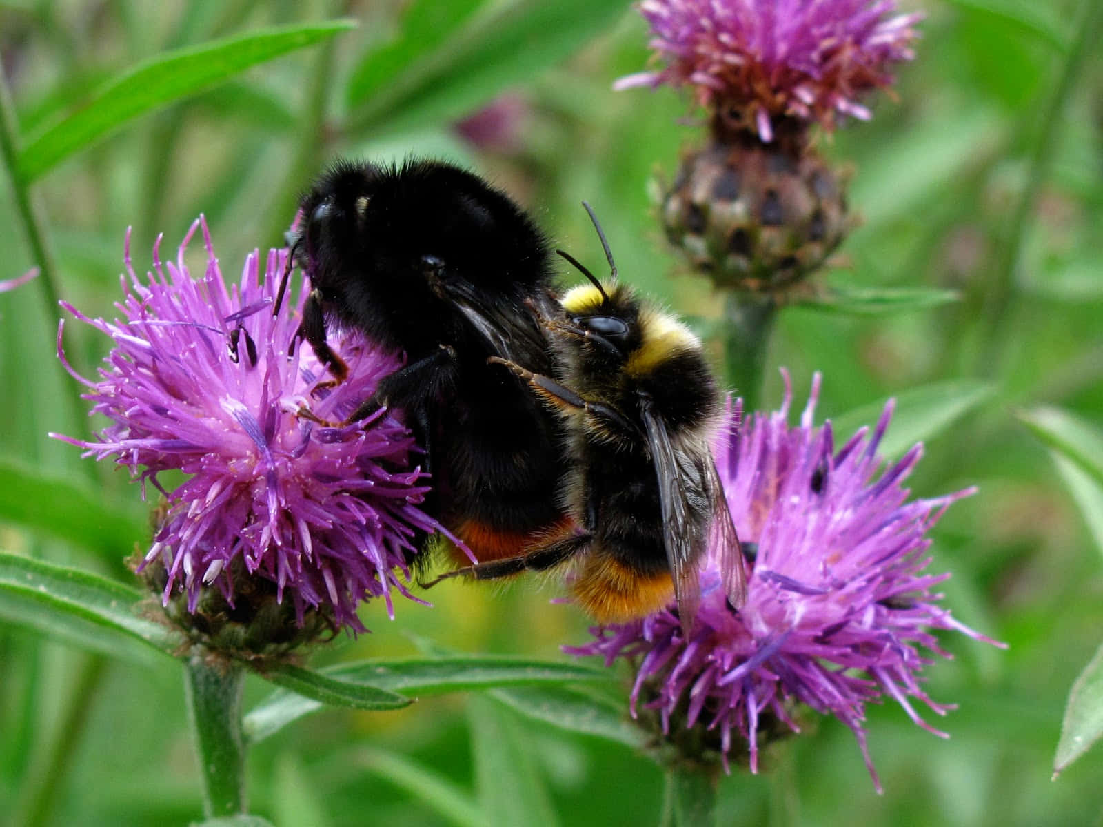Red-tailed Bumblebee, purple thistle flowers, spiky purple thistle, HD Desktop Wallpaper