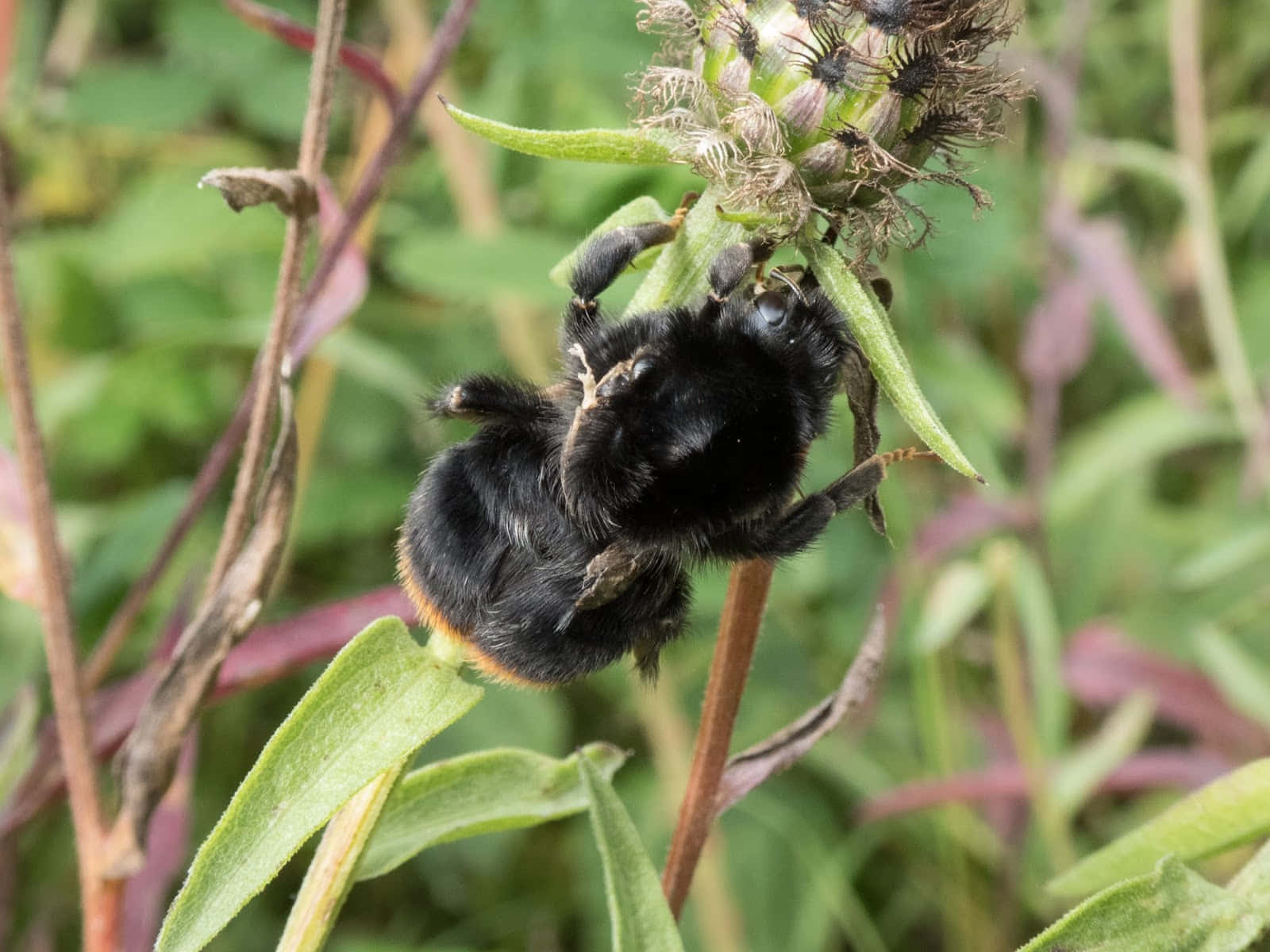 Red-tailed Bumblebee, black bumblebee, bright orange band, HD Desktop Wallpaper