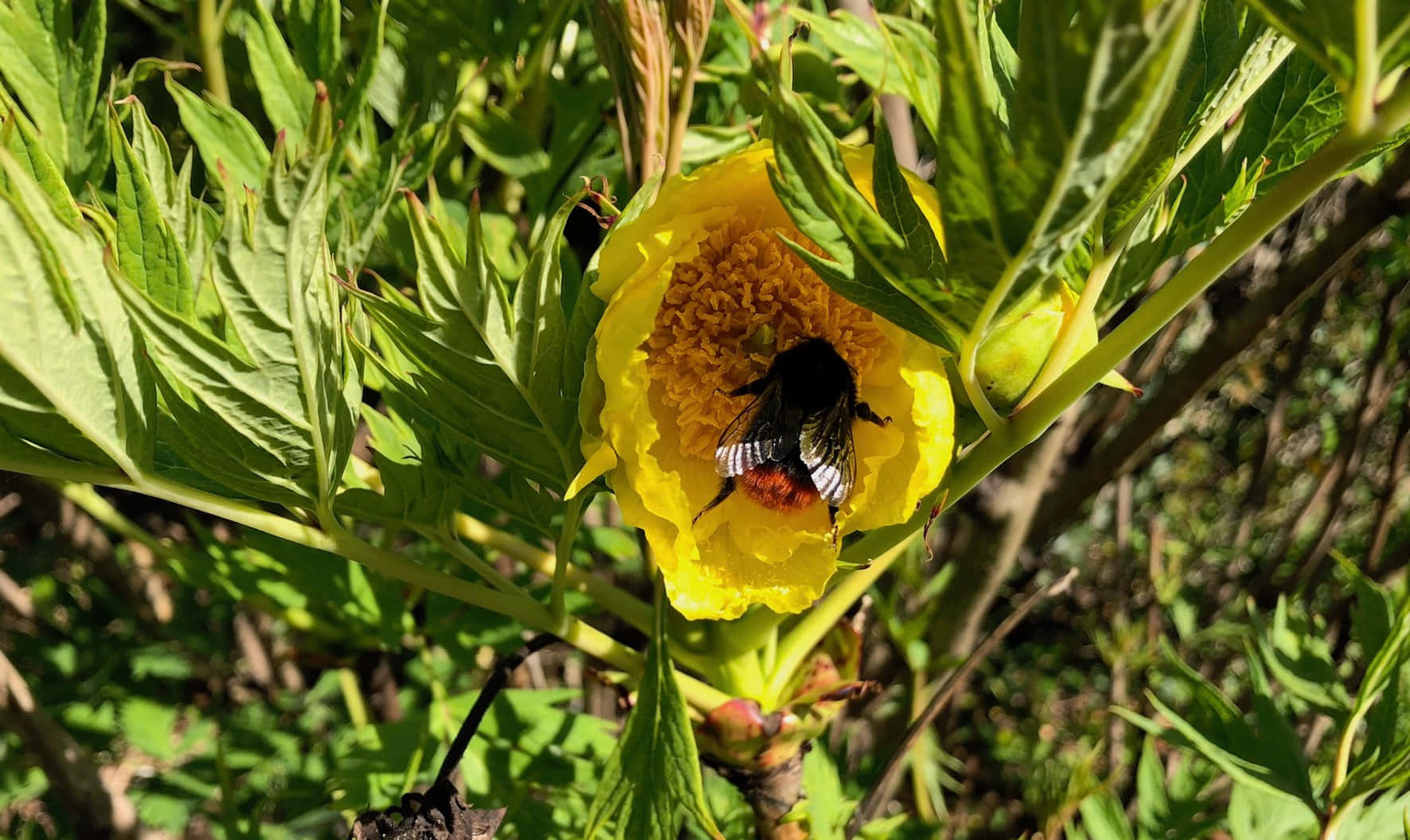 Red-tailed Bumblebee, yellow peony flower, black and red bumblebee, HD Desktop Wallpaper
