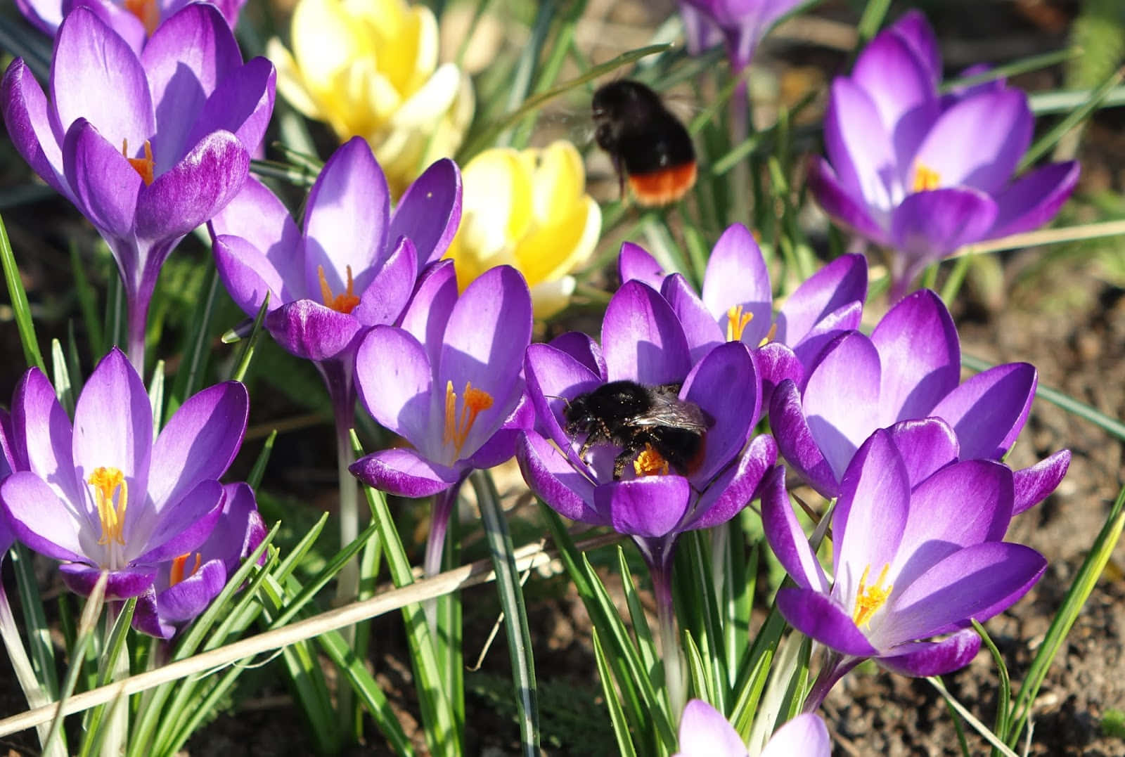 Red-tailed Bumblebee, crocuses, vibrant purple, HD Desktop Wallpaper