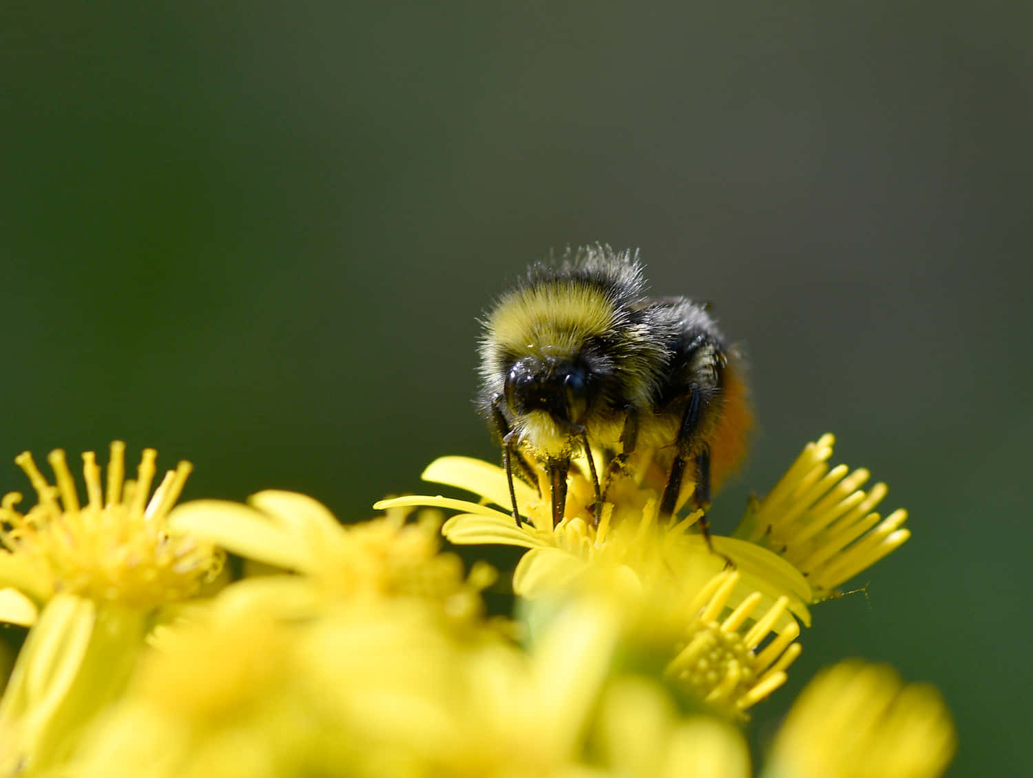 Red-tailed Bumblebee, yellow flower, black and yellow stripes, HD Desktop Wallpaper