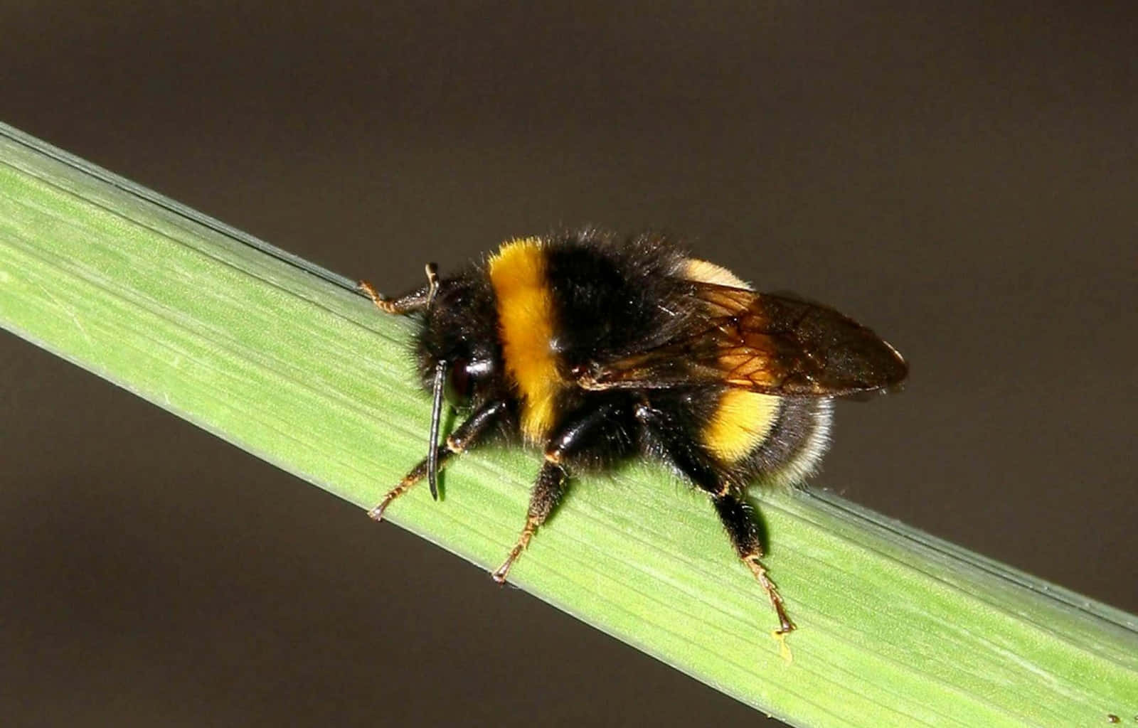 Red-tailed Bumblebee, grass blade, black and yellow stripes, HD Desktop Wallpaper