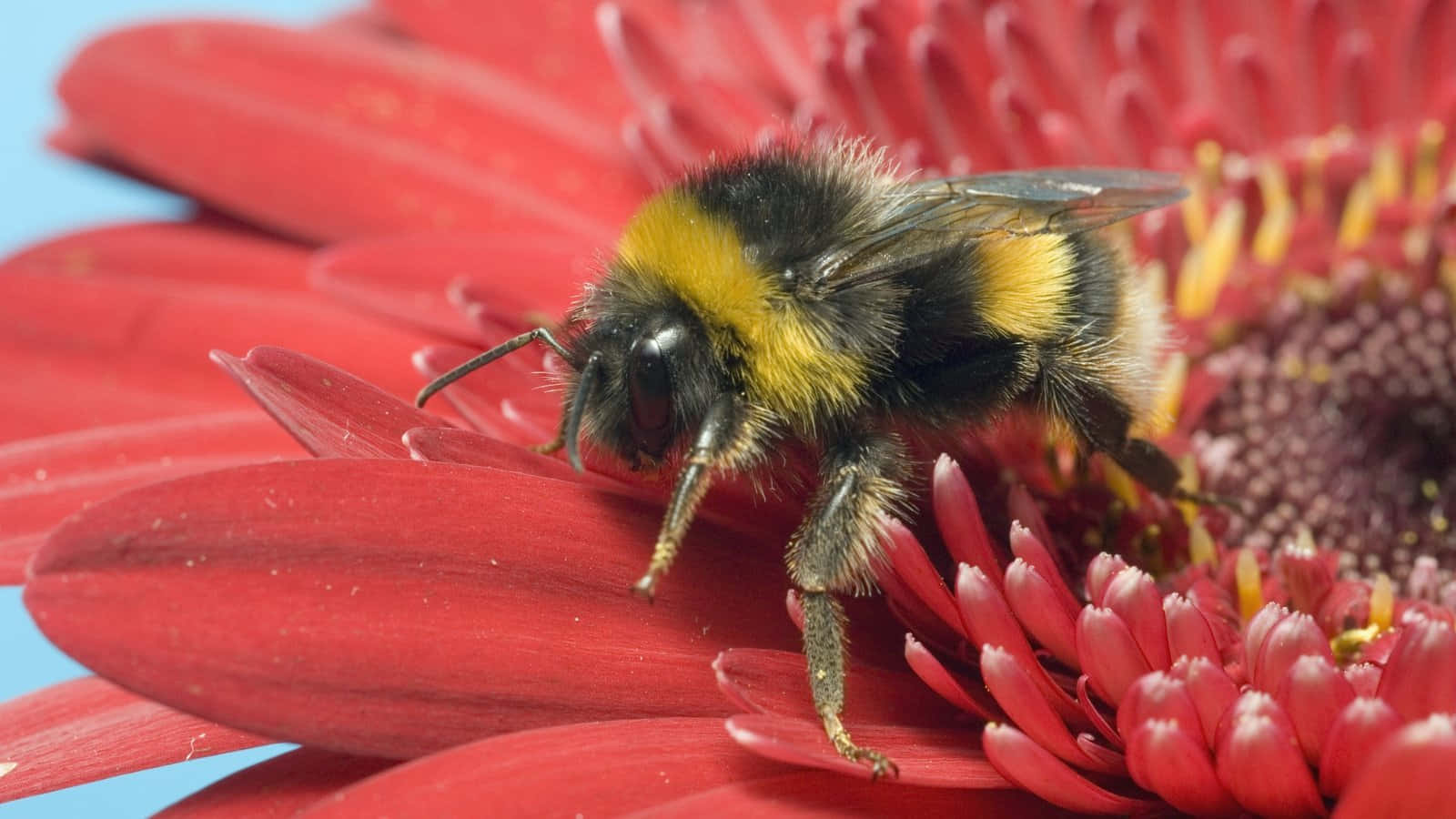 Red-tailed Bumblebee, gerbera daisy, bright red, HD Desktop Wallpaper