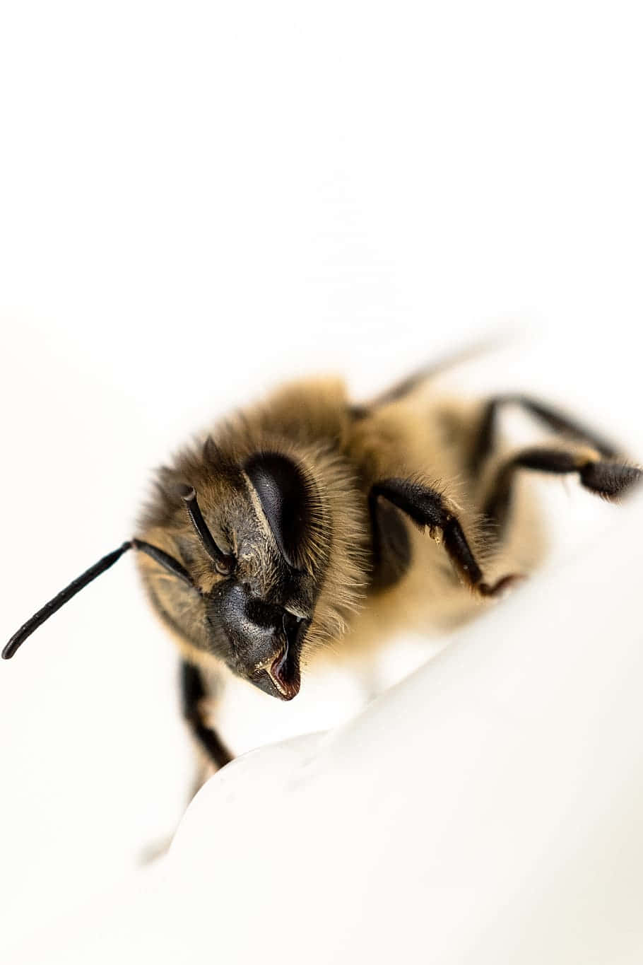 Red-tailed Bumblebee, fuzzy honeybee, black and yellow stripes, HD Phone Wallpaper