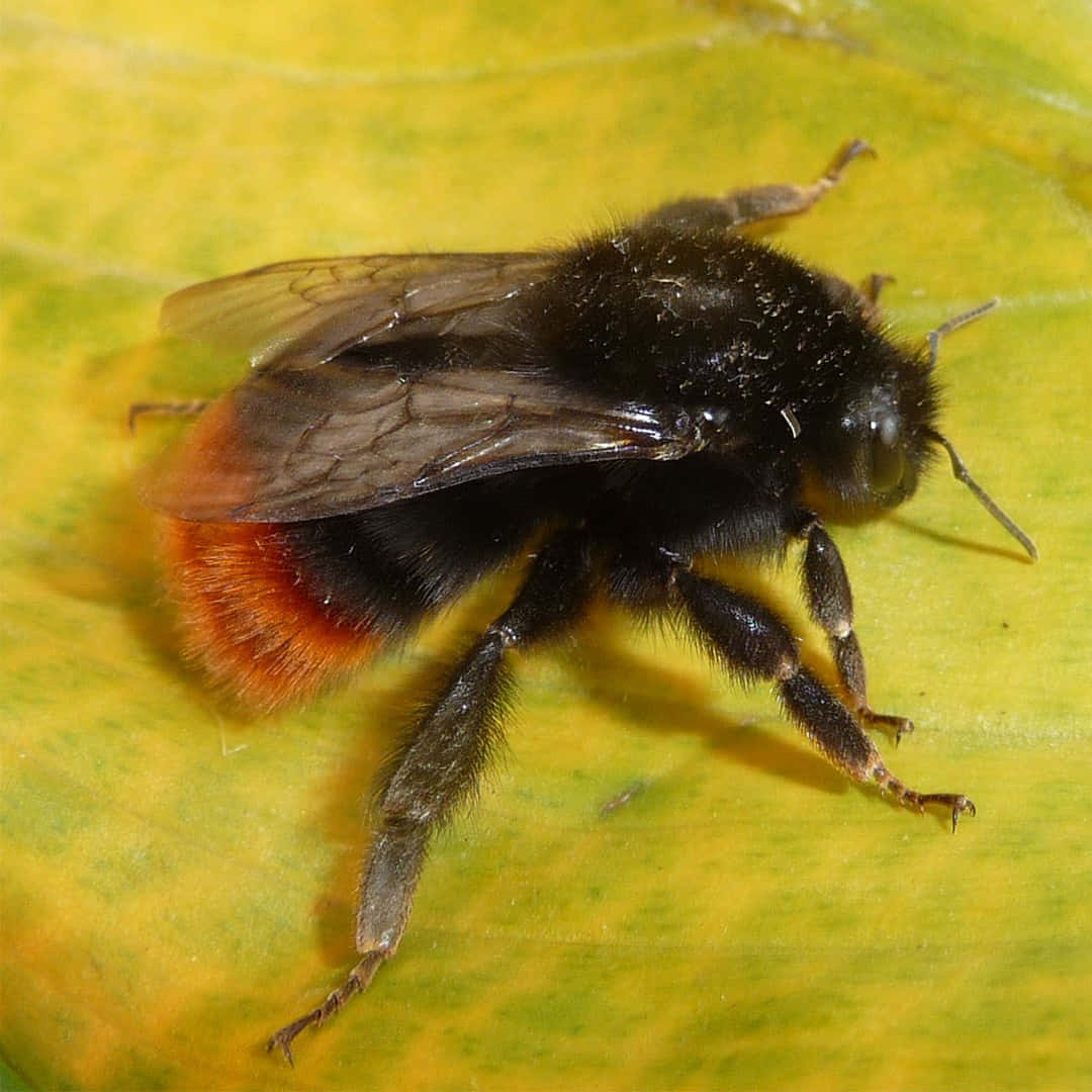 Red-tailed Bumblebee, black bumblebee, bright orange tail, SD Desktop Wallpaper