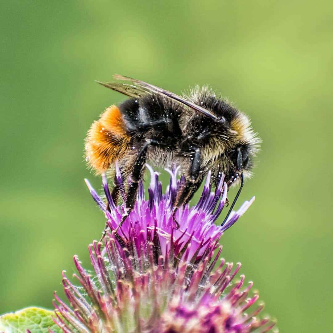 Red-tailed Bumblebee, thistle, orange and black stripes, SD Desktop Wallpaper