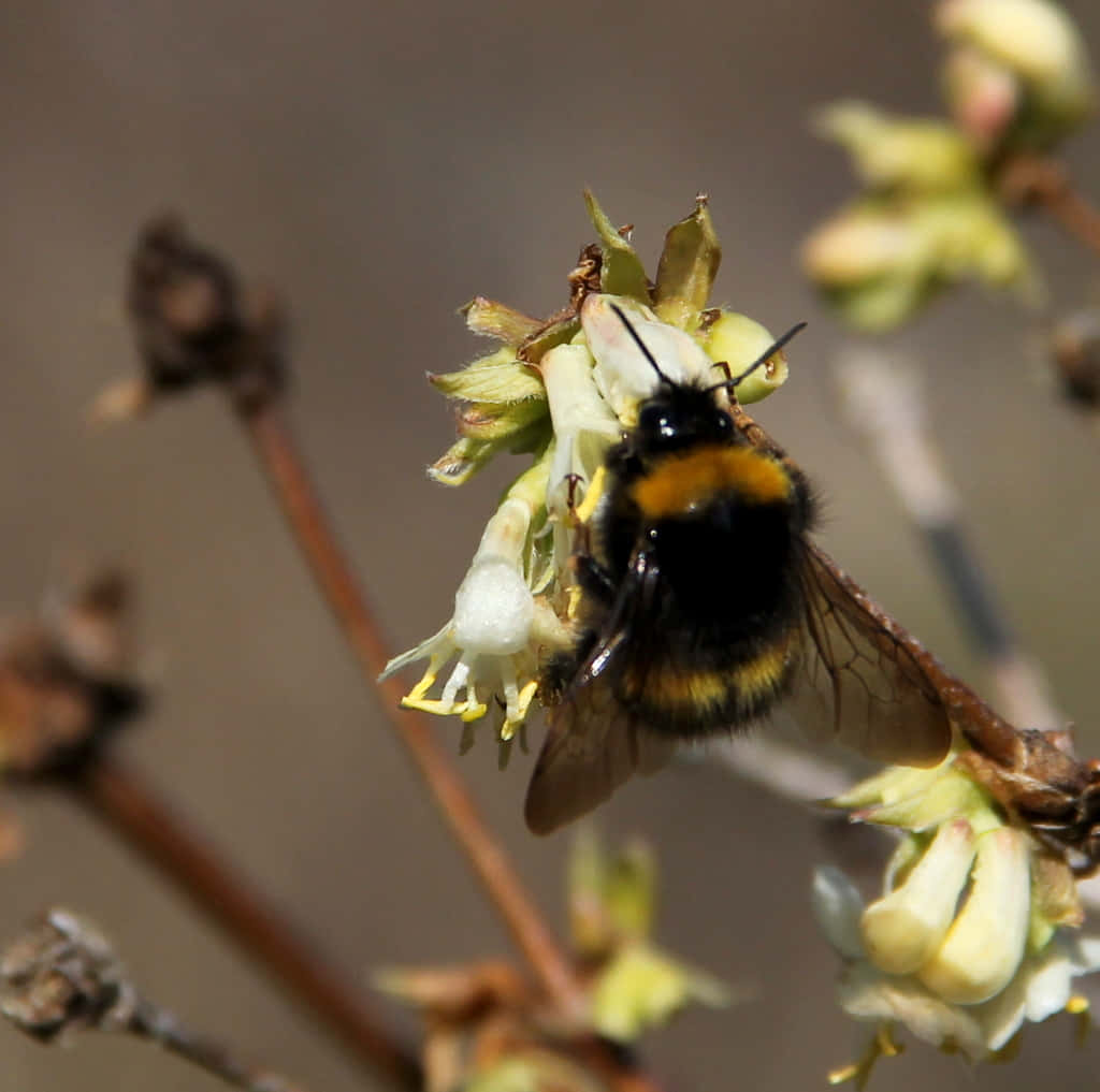 Red-tailed Bumblebee, black and yellow stripes, small white flowers, SD Desktop Wallpaper