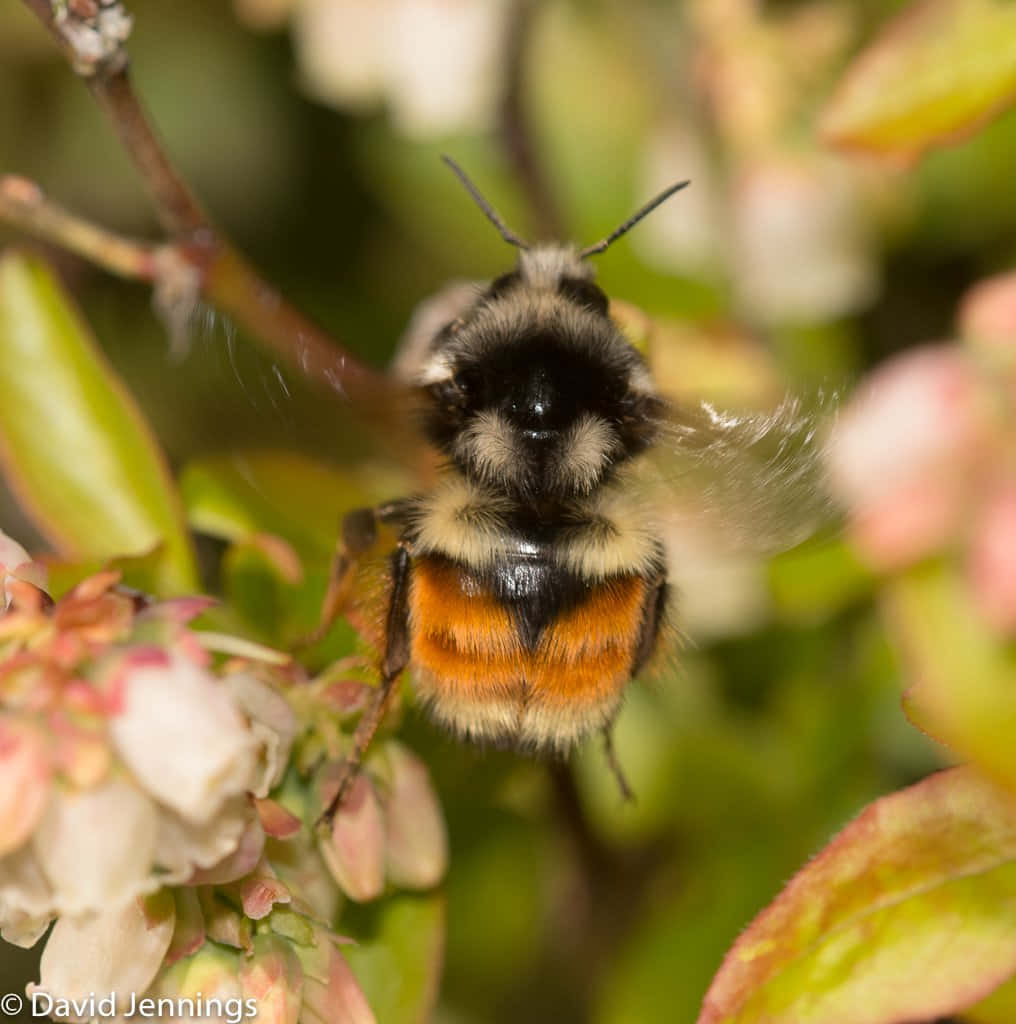 Red-tailed Bumblebee, black and orange stripes, pink and white flowers, SD Phone Wallpaper