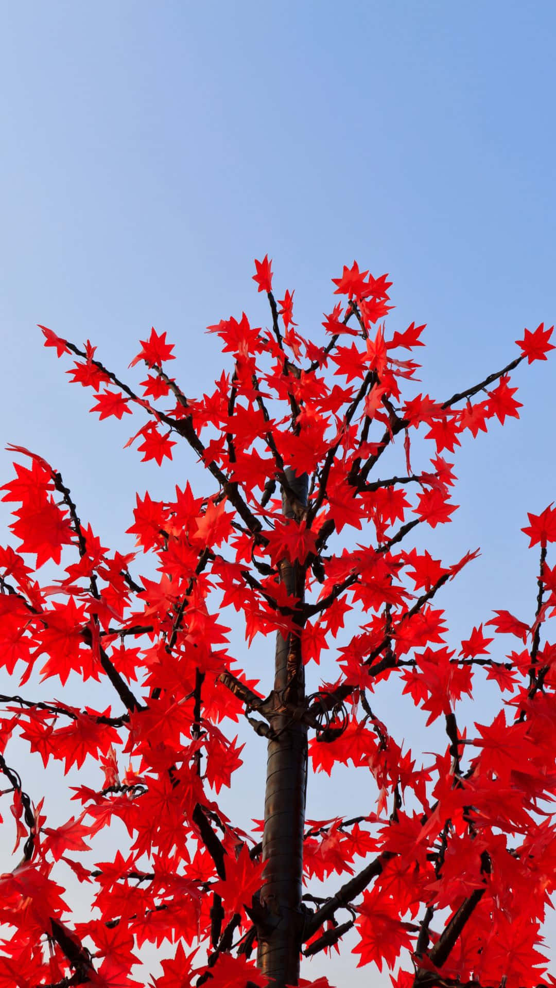 Red Tree, vibrant red maple tree, star-shaped leaves, Full HD Phone Wallpaper