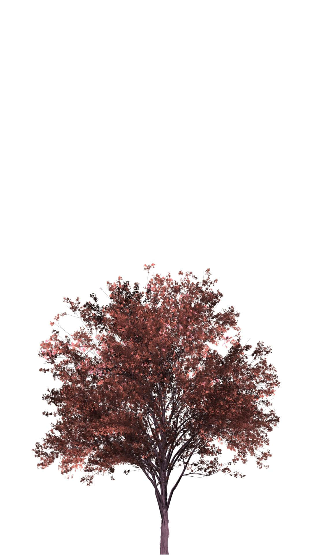 Red Tree, deep red leaves, stark white background, Full HD Phone Wallpaper