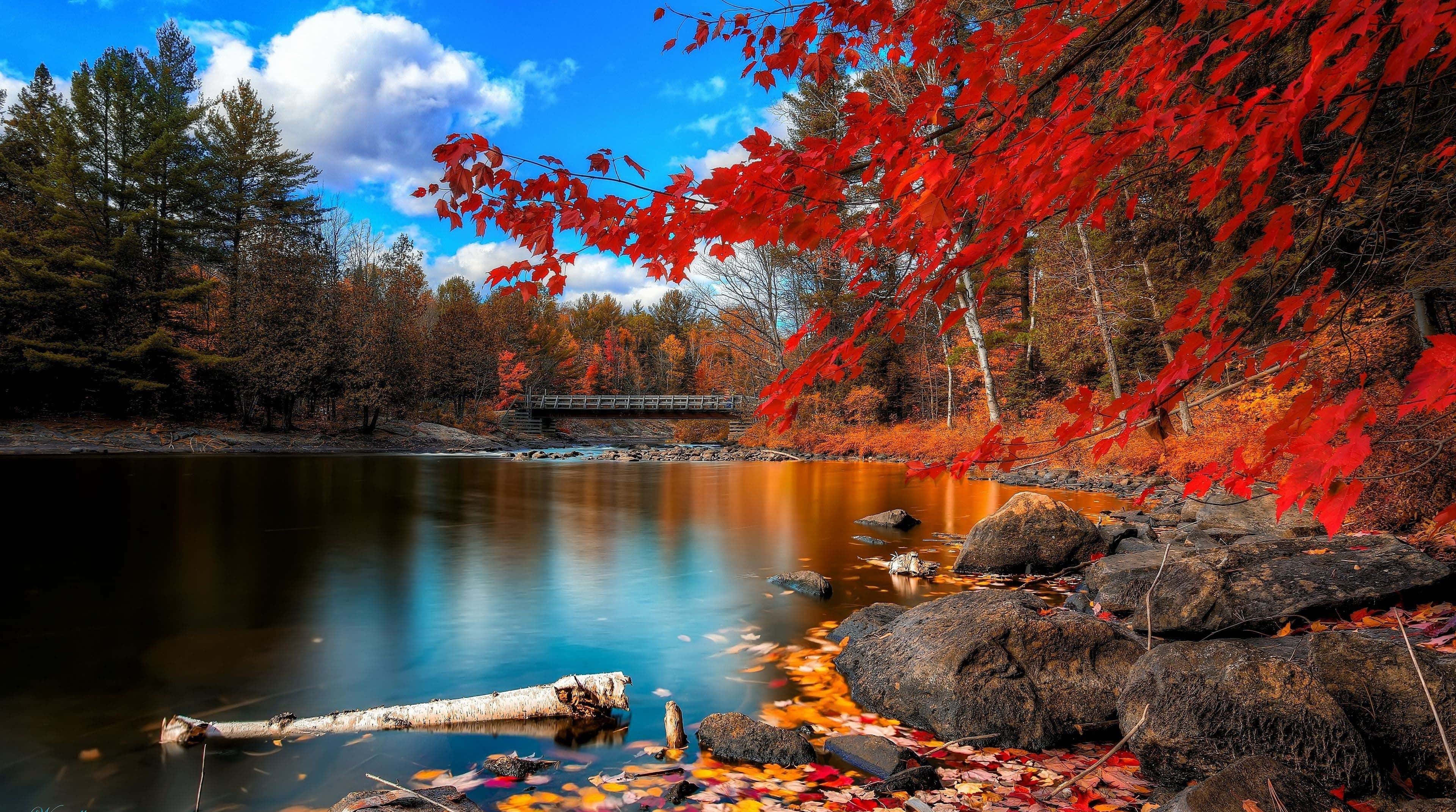Red Tree, vibrant red maple leaves, calm river, 4K Desktop Wallpaper