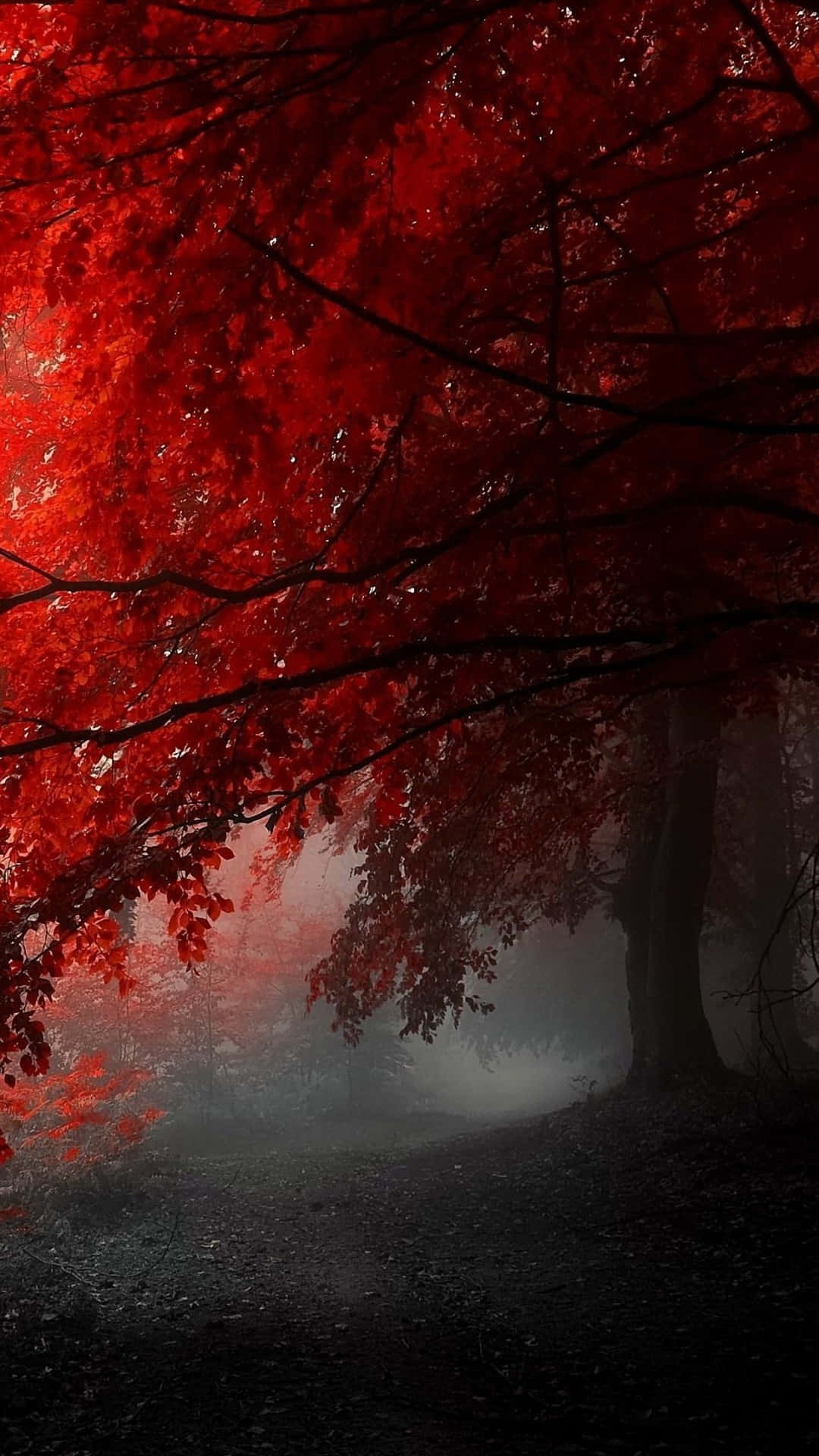 red tree, red forest, autumn leaves, Full HD Phone Wallpaper