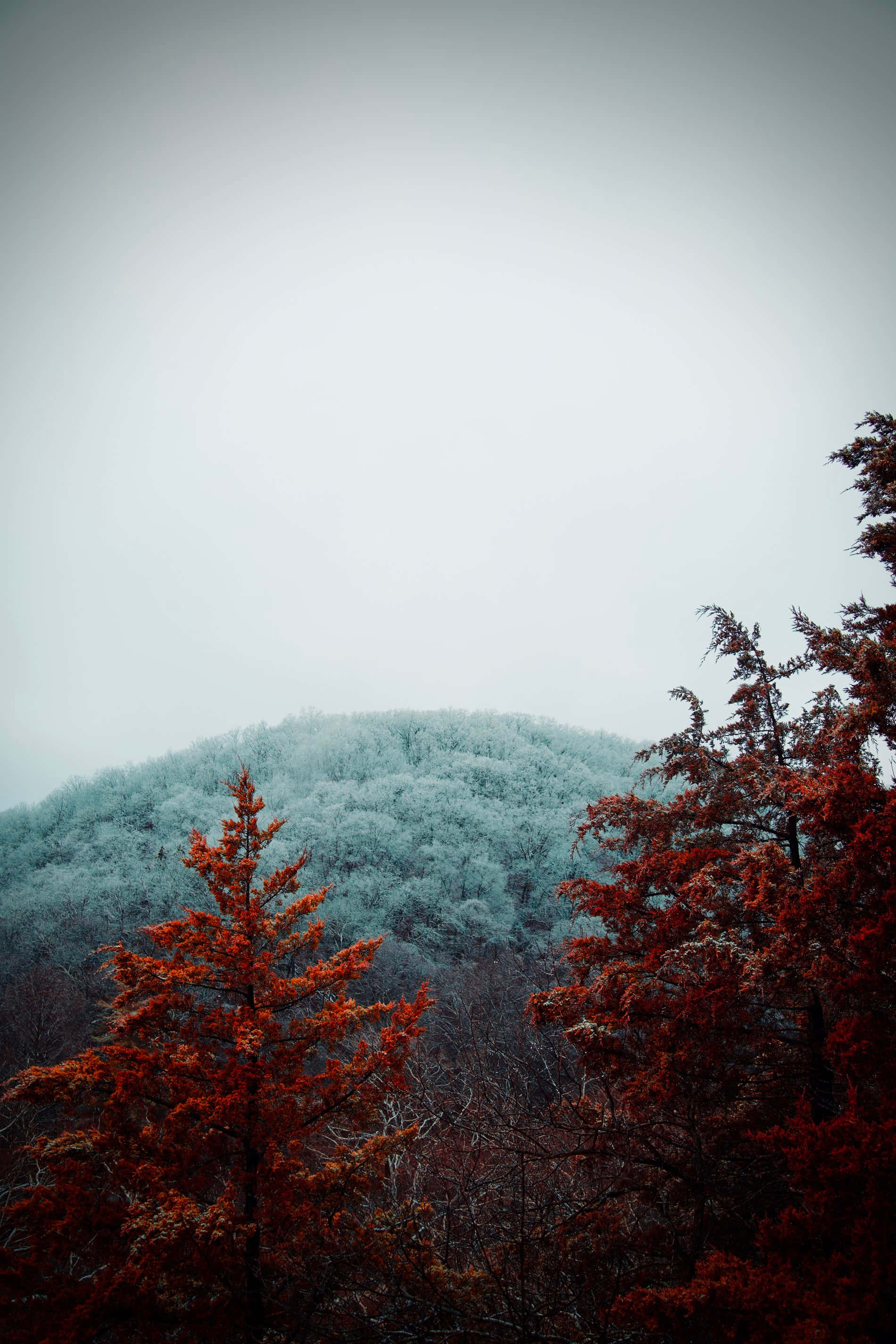 Red Tree, vibrant red trees, misty mountain, 2K Phone Wallpaper