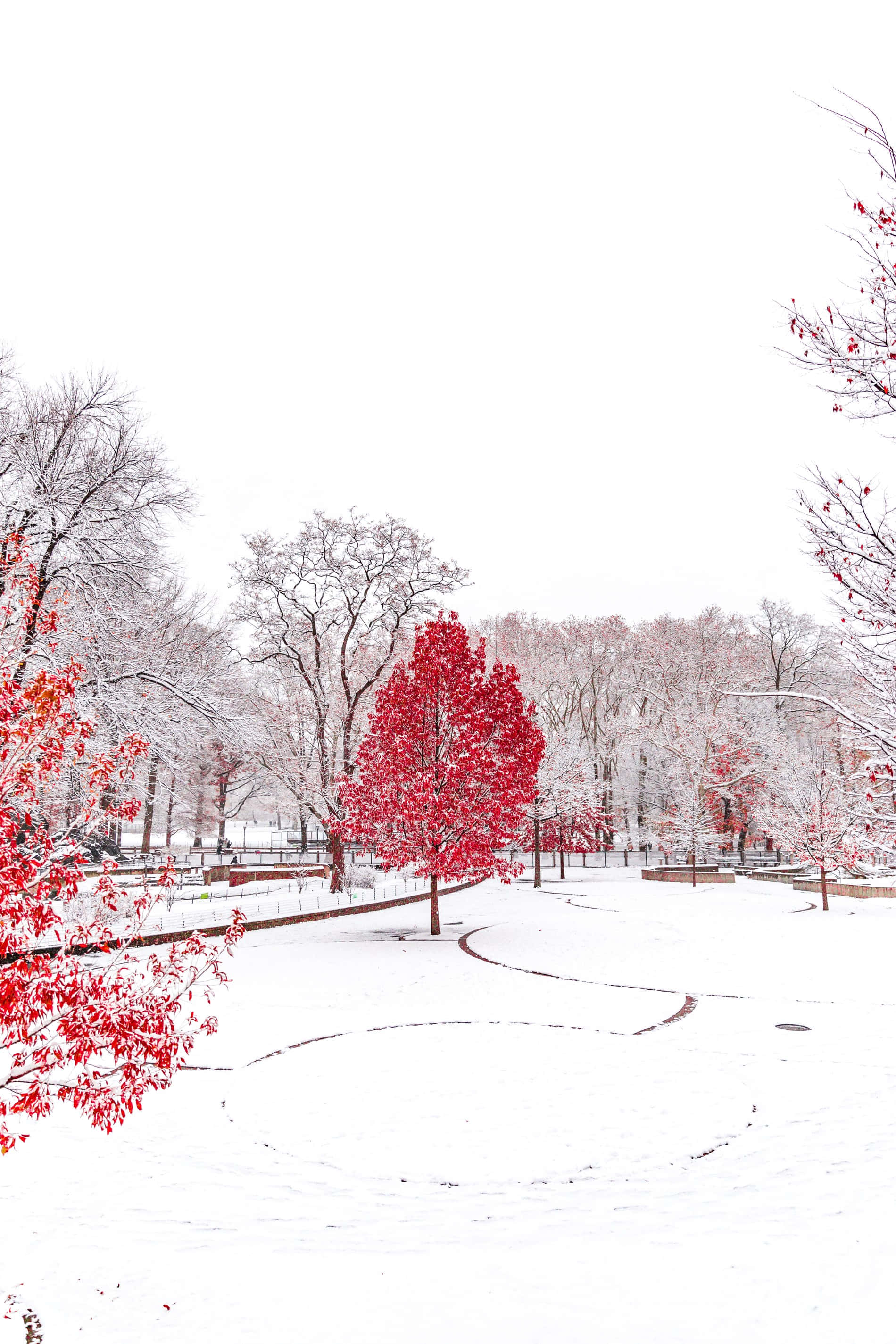 Red Tree, Winter Season, snowy park, 2K Phone Wallpaper