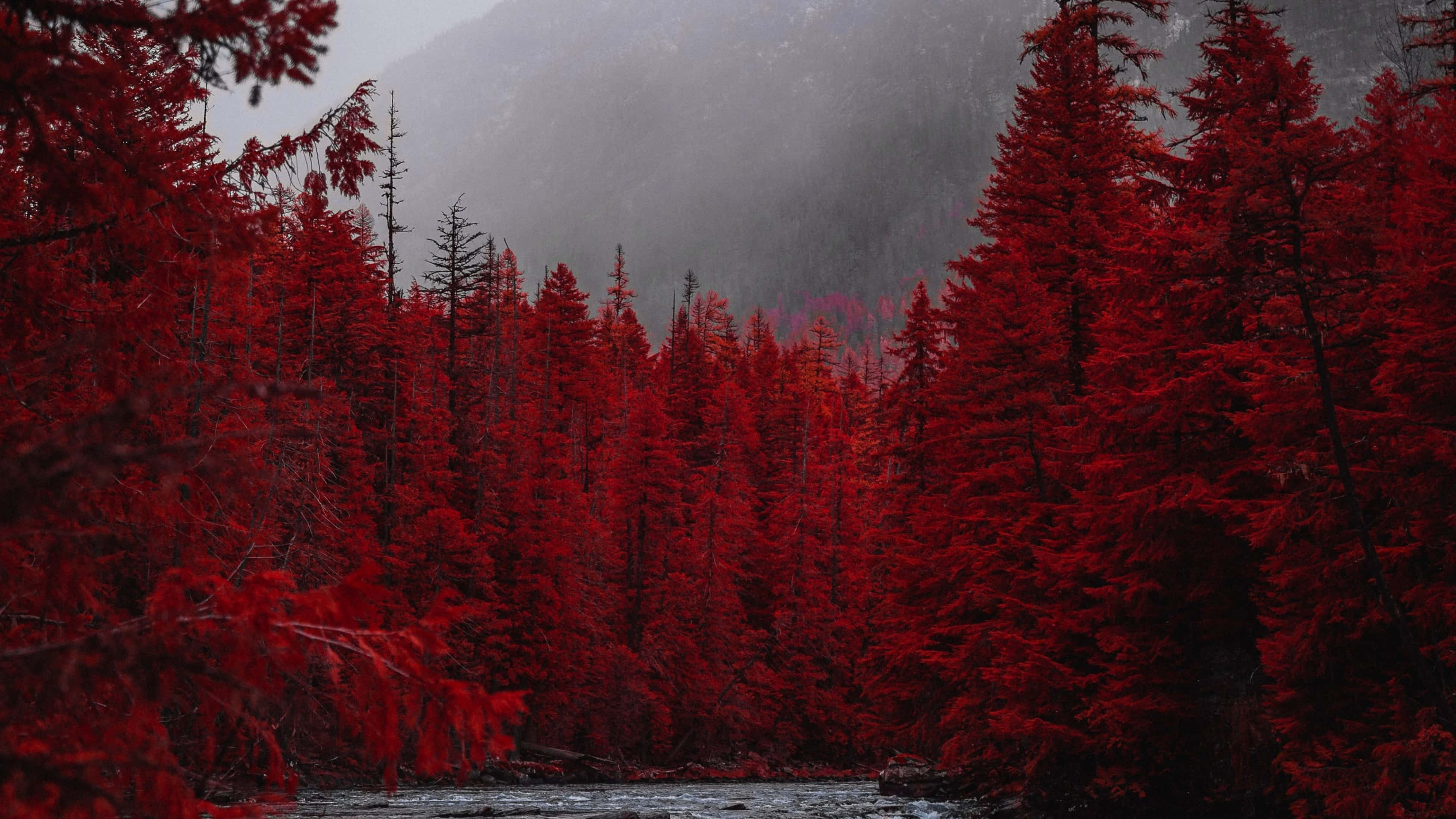 Red Tree, vivid red pine trees, misty forest, 2K Desktop Wallpaper