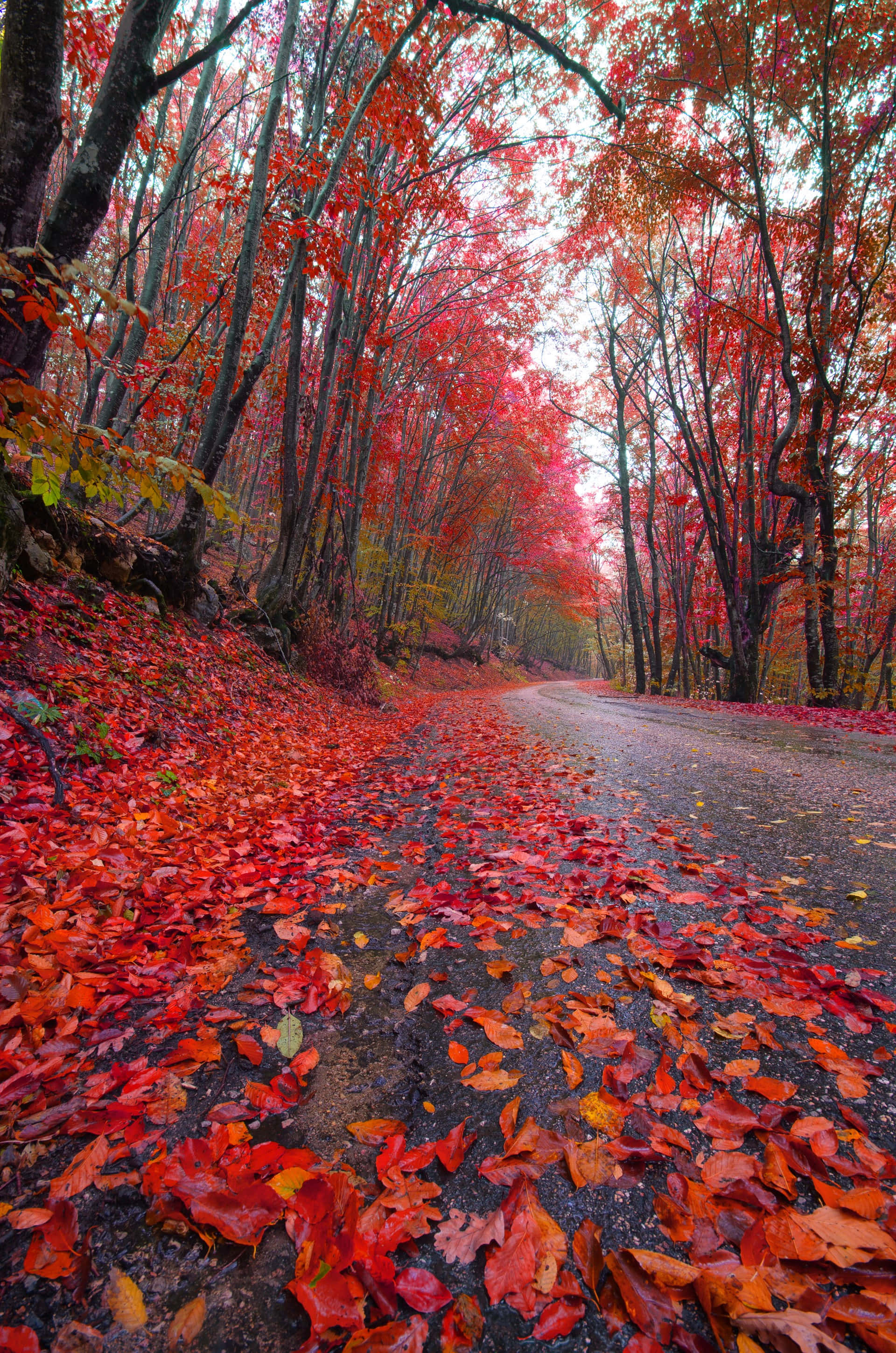 red tree, autumn leaves, forest road, 2K Phone Wallpaper