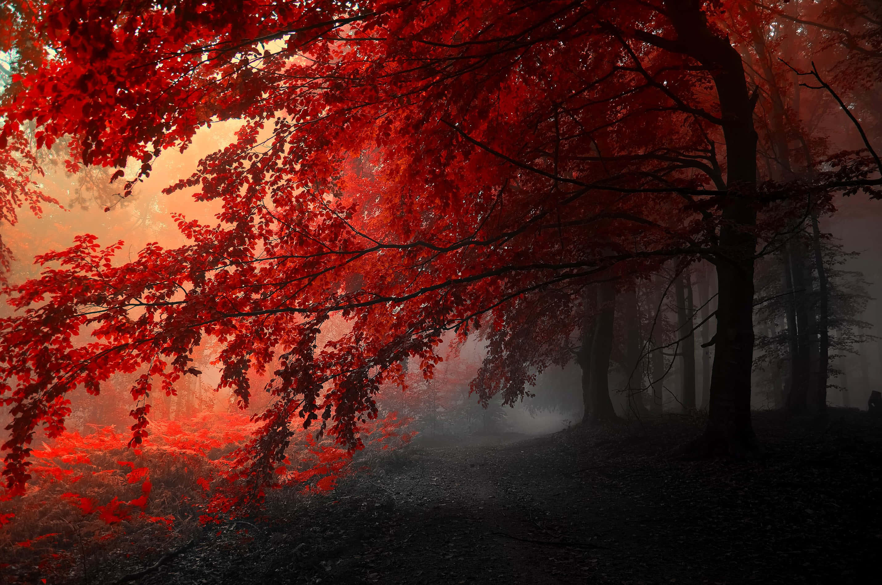 Red Tree, clouds, blue sky, 2K Desktop Wallpaper