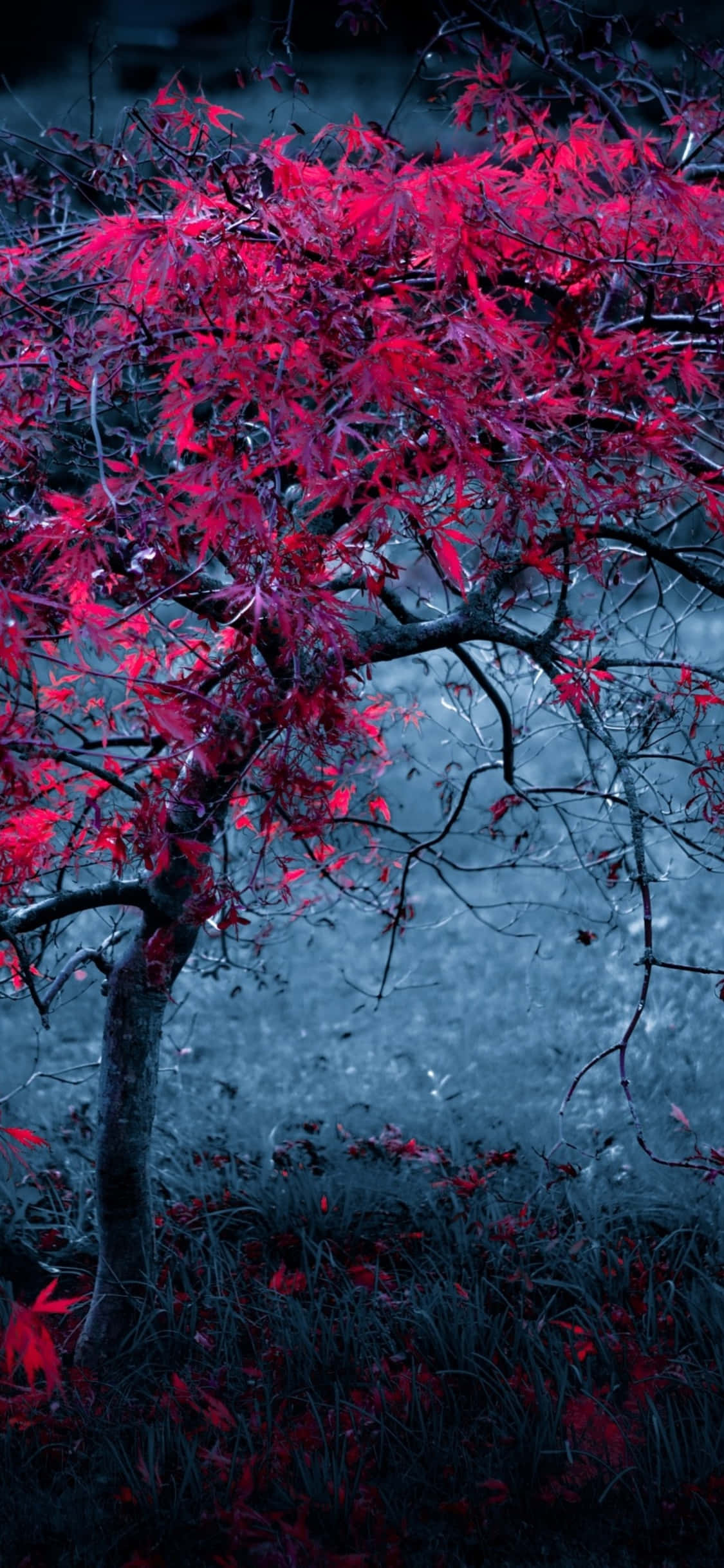 Red Tree, crimson leaves, blue-gray misty background, Full HD Phone Wallpaper