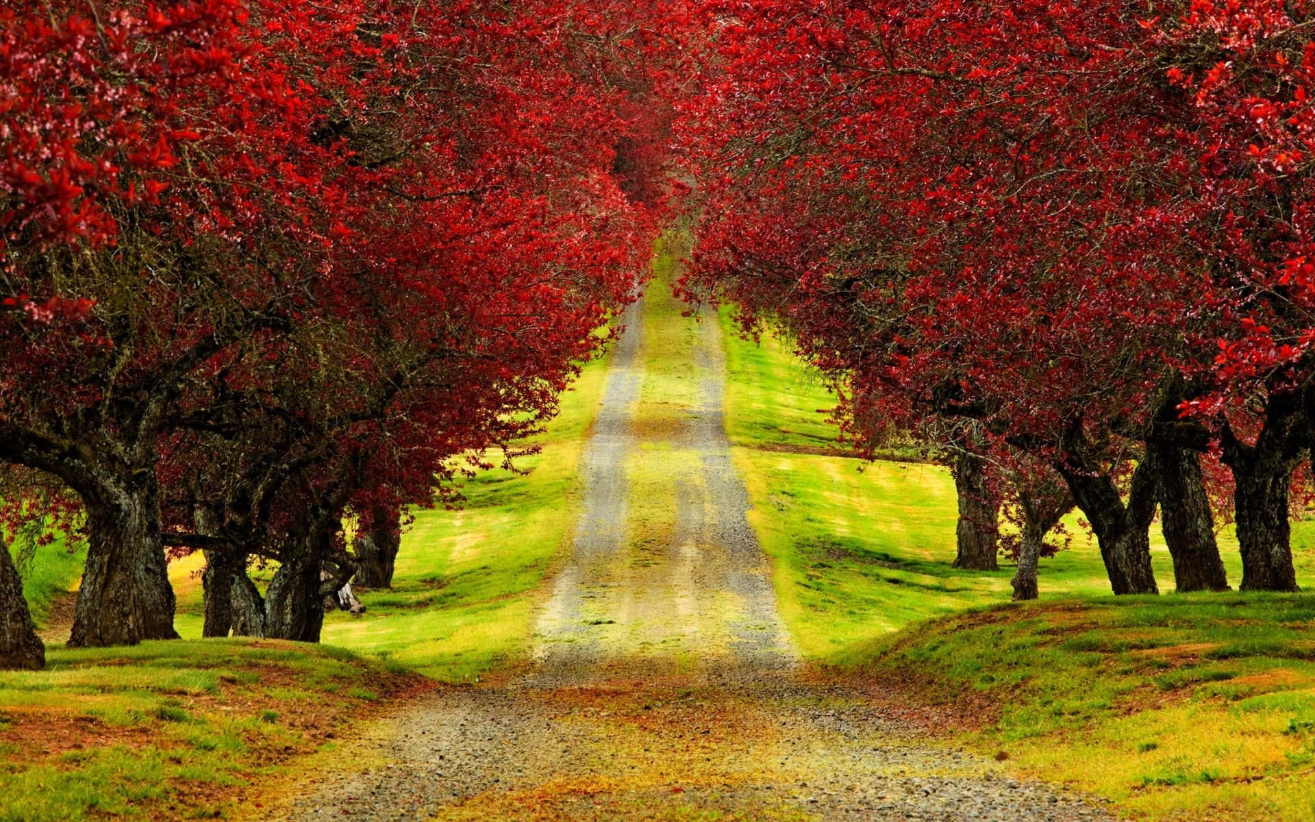 Red Tree, vibrant red autumn trees, gravel path, Full HD Desktop Wallpaper