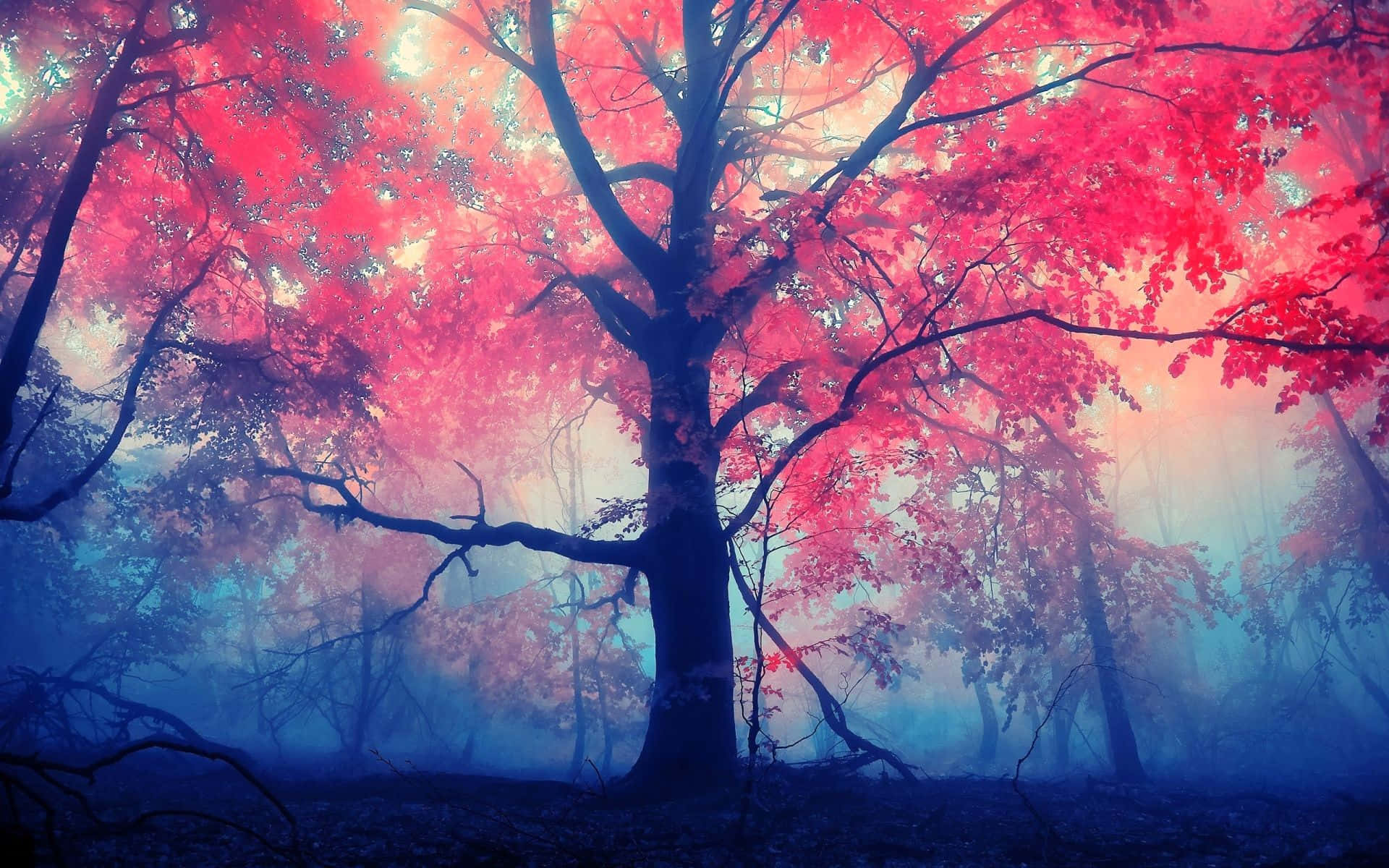 red tree, fiery red leaves, misty forest, Full HD Desktop Wallpaper