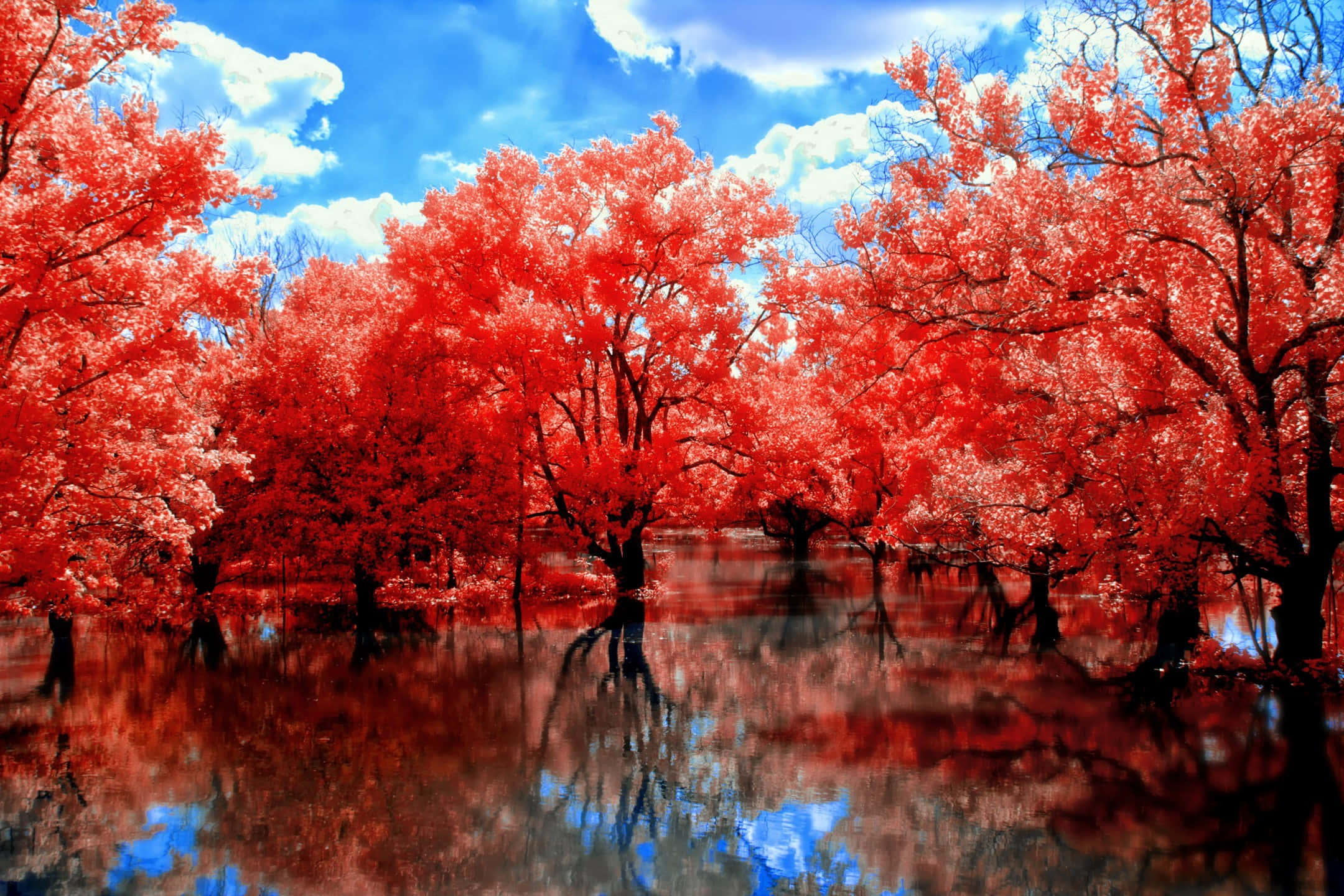 Red Tree, mangroves forest, vibrant red trees, Full HD Desktop Wallpaper