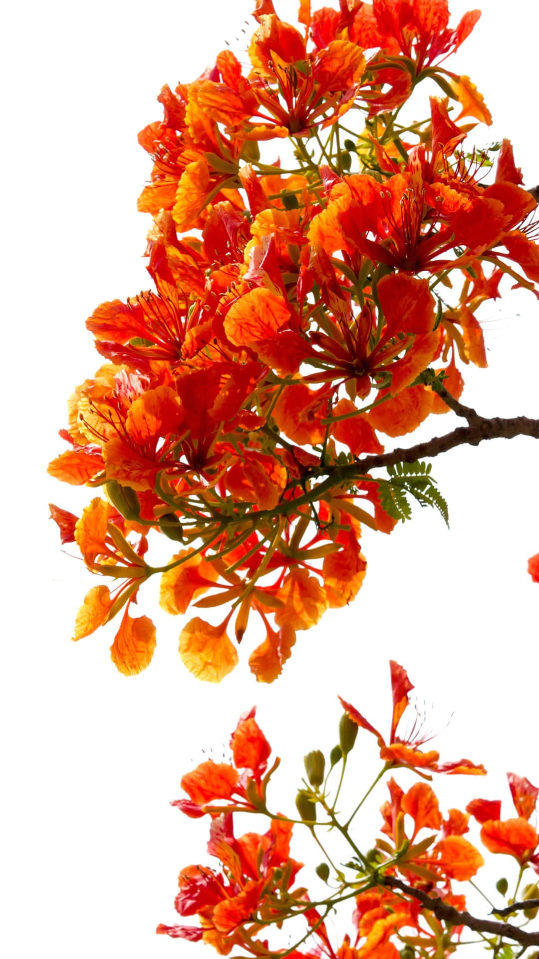 Red Tree, orange flame tree, clear blue sky, Full HD Phone Wallpaper